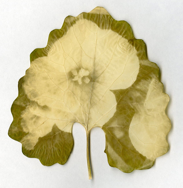 leaf5.jpg