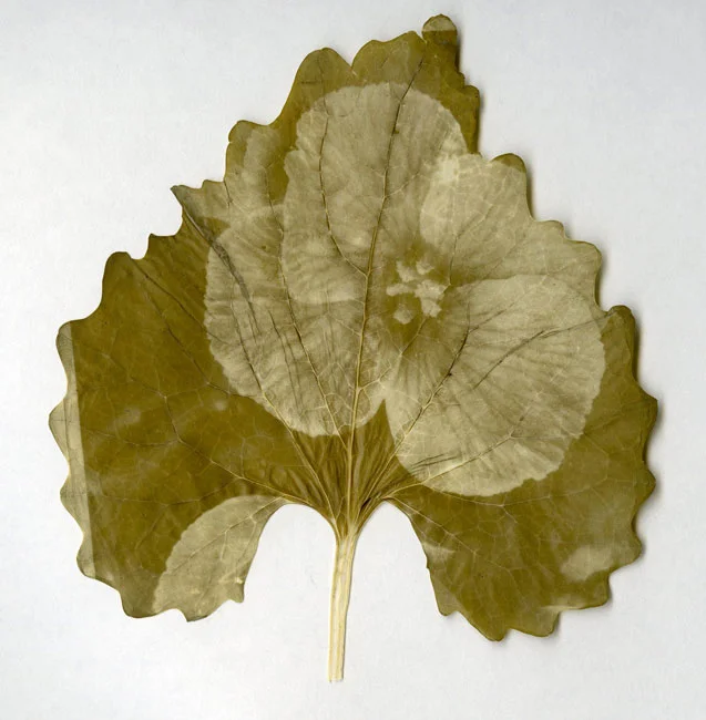 leaf7.jpg