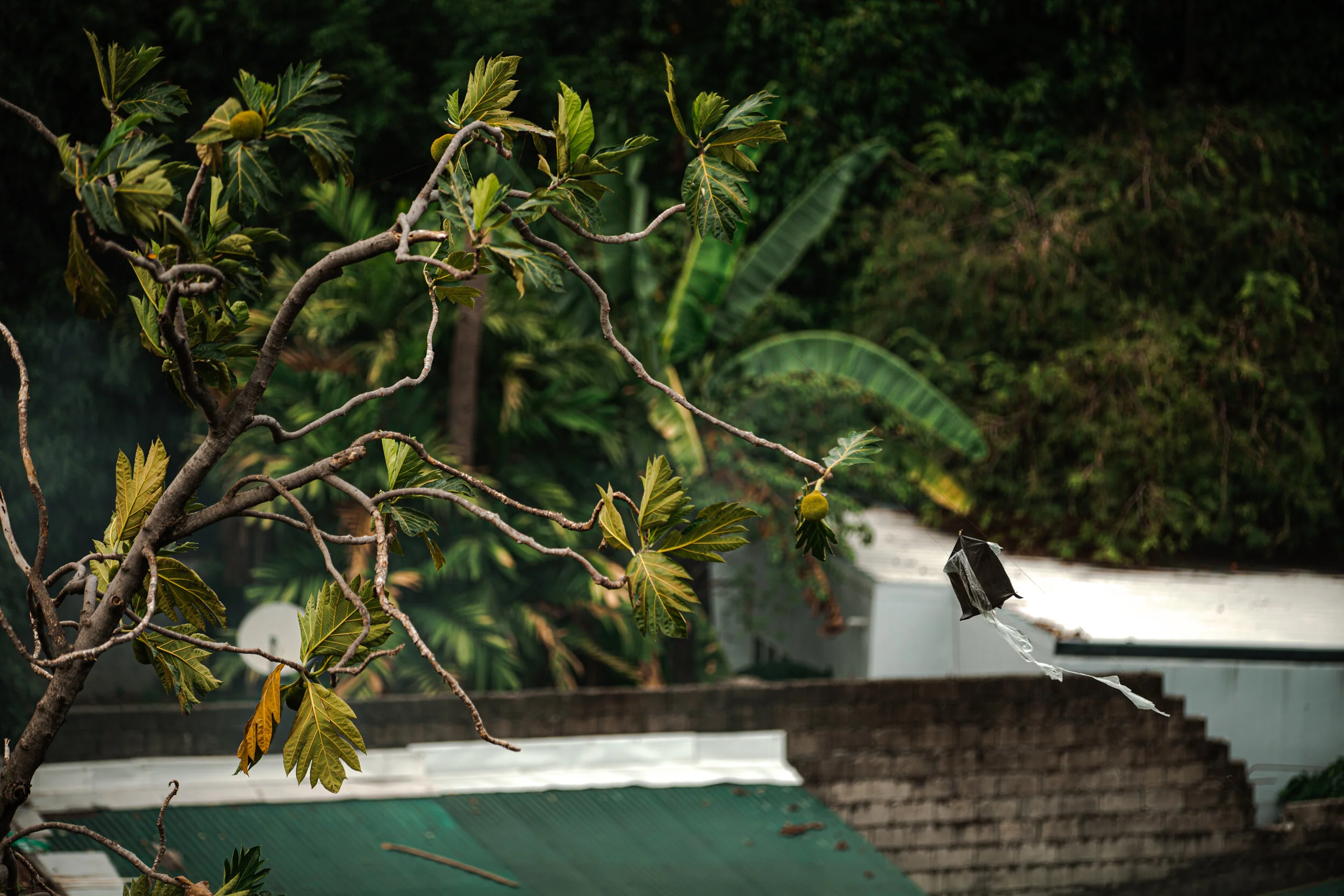  I find myself staring out the window for a long period of time each day, like thousands of other Filipinos in lockdown. Today something unusual caught my eye-- a kite dancing in the wind. I hurriedly looked down at the street, hoping to see a fellow