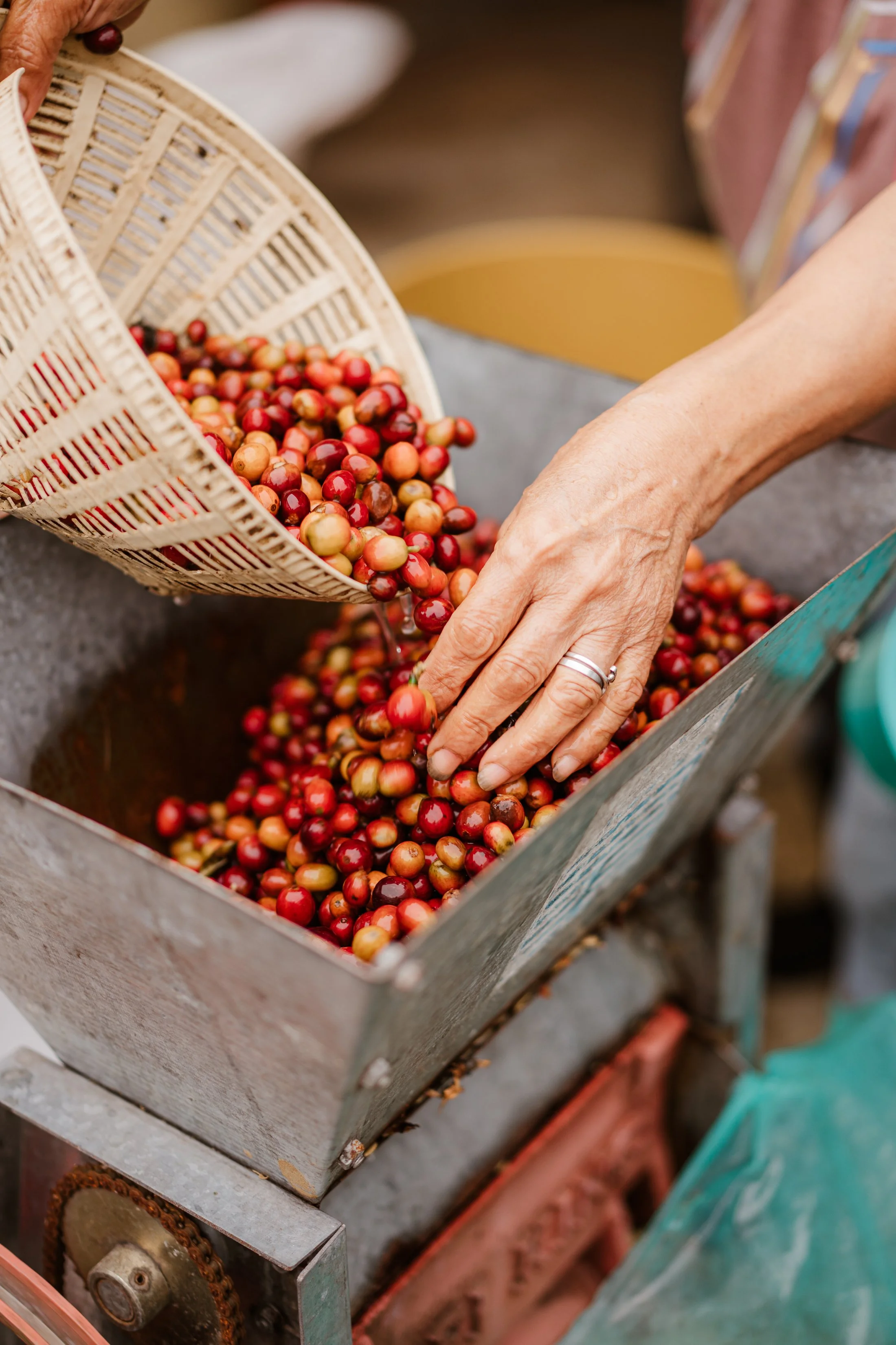 Work-Benguet Coffee Farm-December2021-6830.jpg