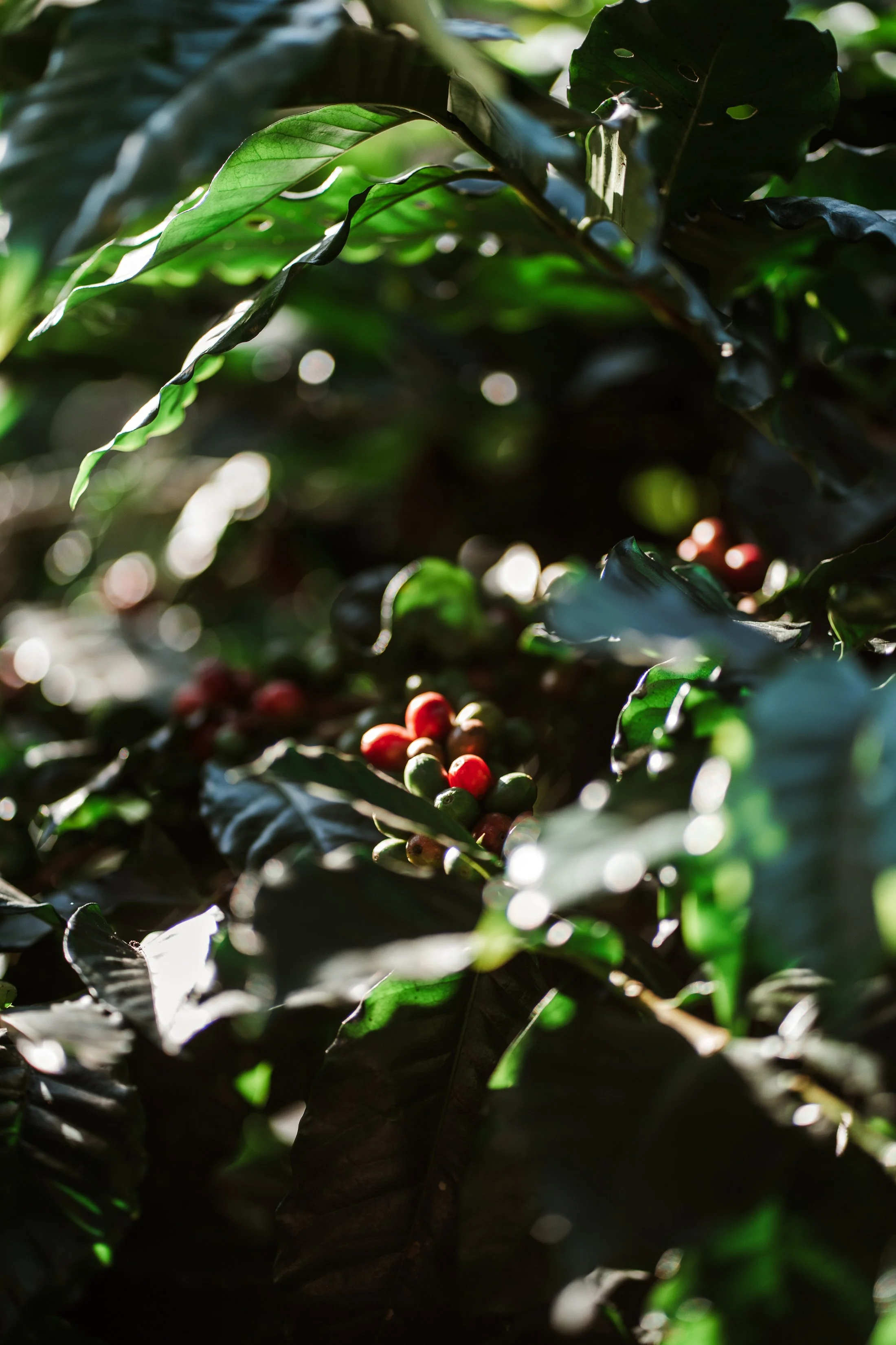 Benguet Coffee Farm-November 2021-3174.jpg