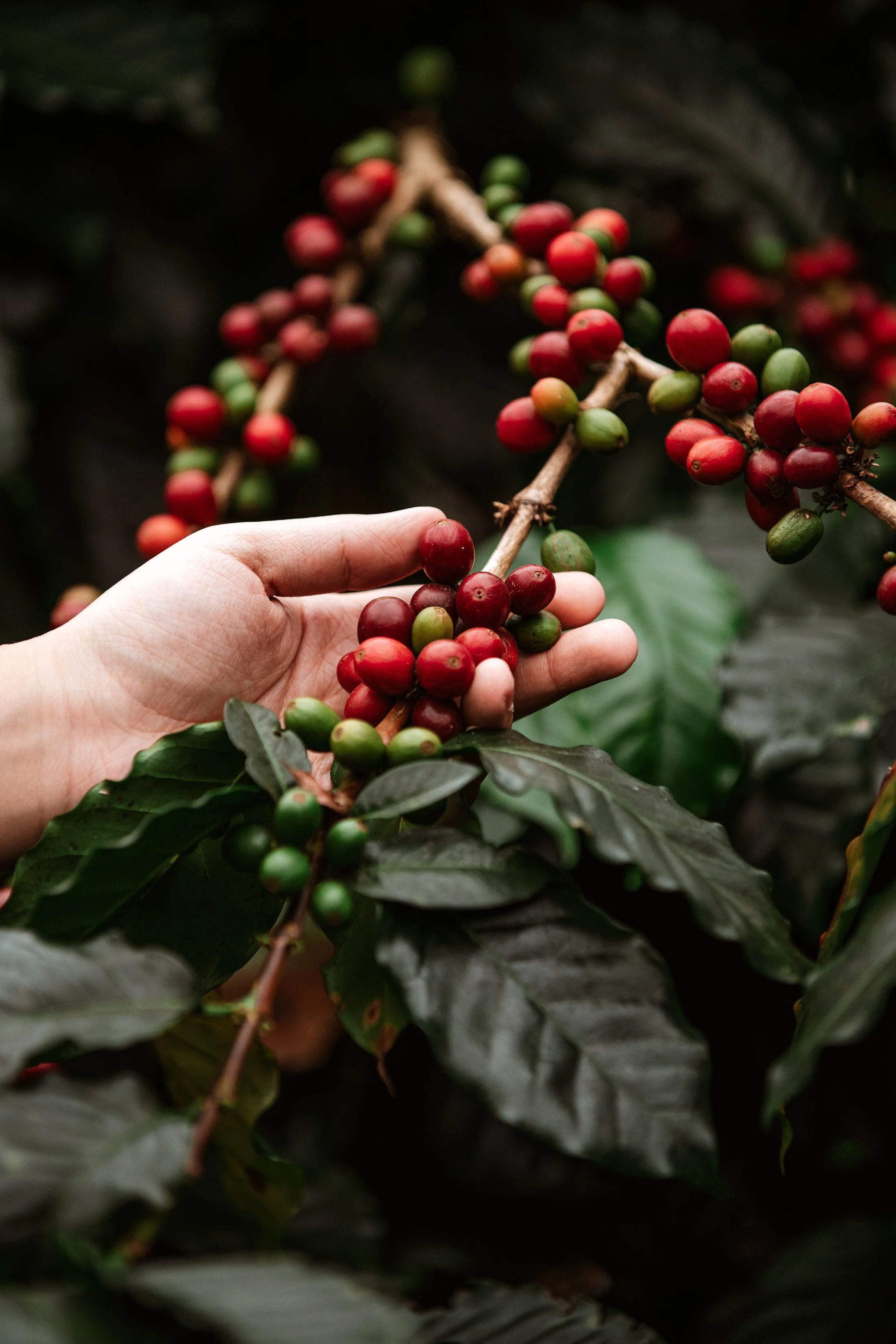 Benguet Coffee Farm-November 2021-5041.jpg