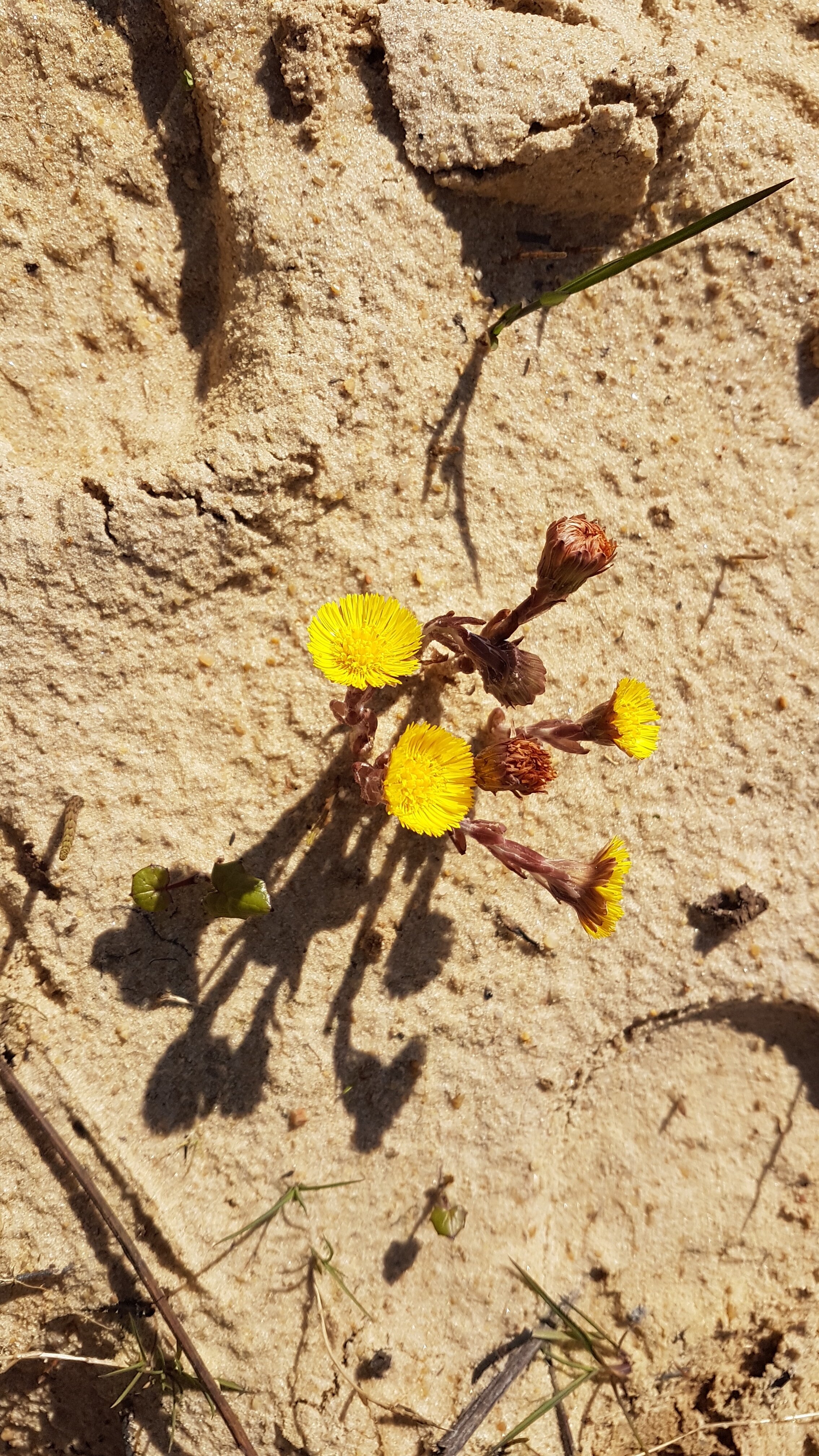 coltsfoot quarry.jpg