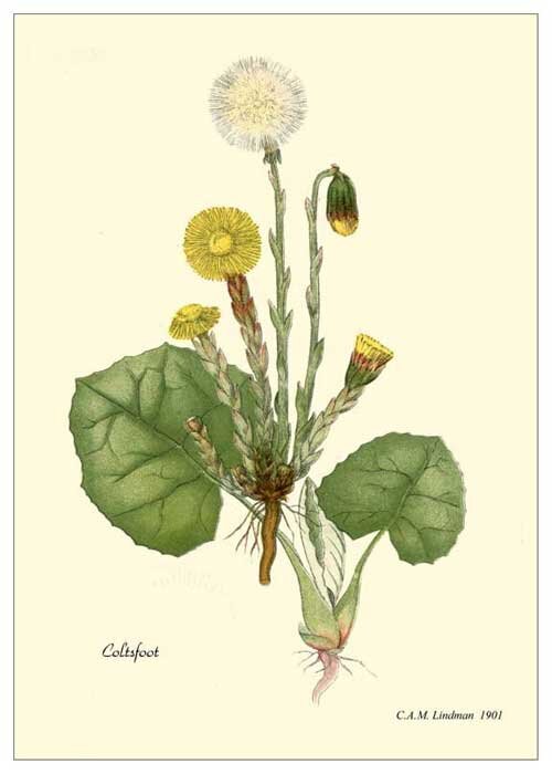 coltsfoot_botanical_drawing.jpg