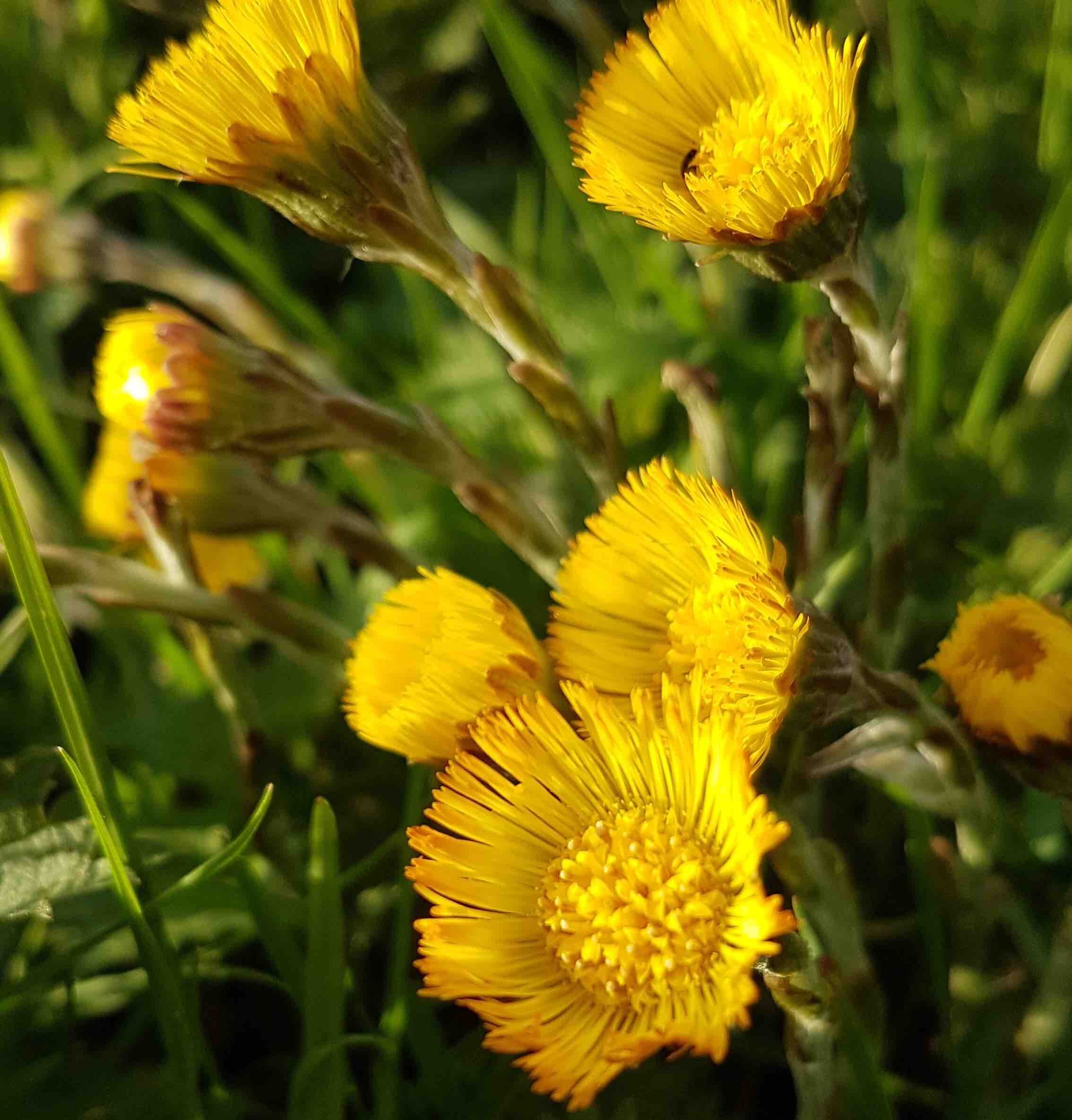 Coltsfoot power shot.jpg