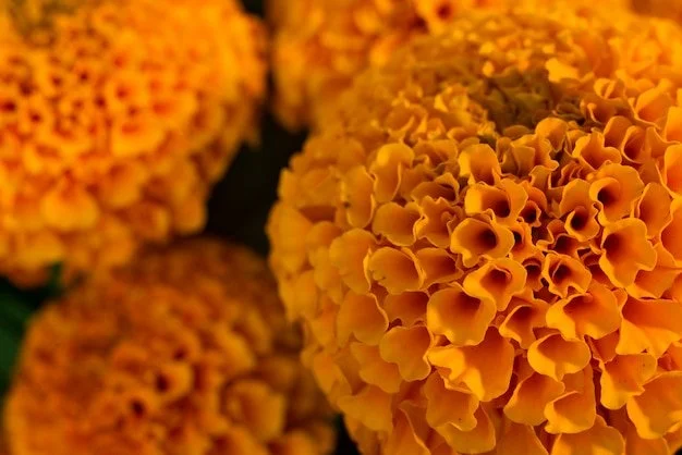 DAY OF THE DEAD - NINE DAYS OF FLOWERS