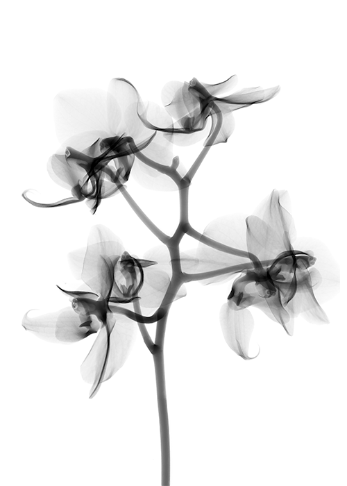 xray-plant.png