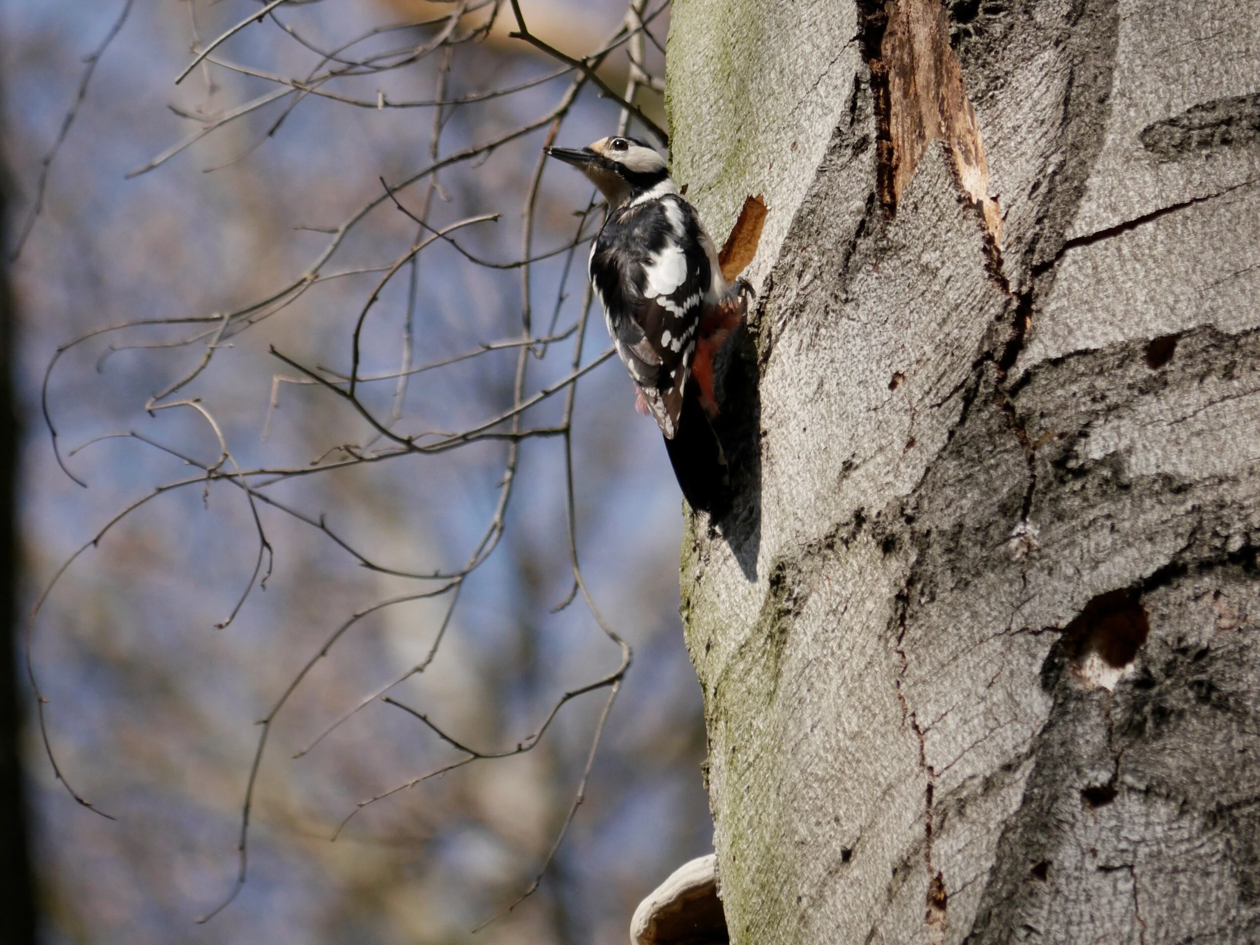 Staying close to home – greater spotted woodpecker at his nest, Berlin / Alfredo Romero-Muñoz
