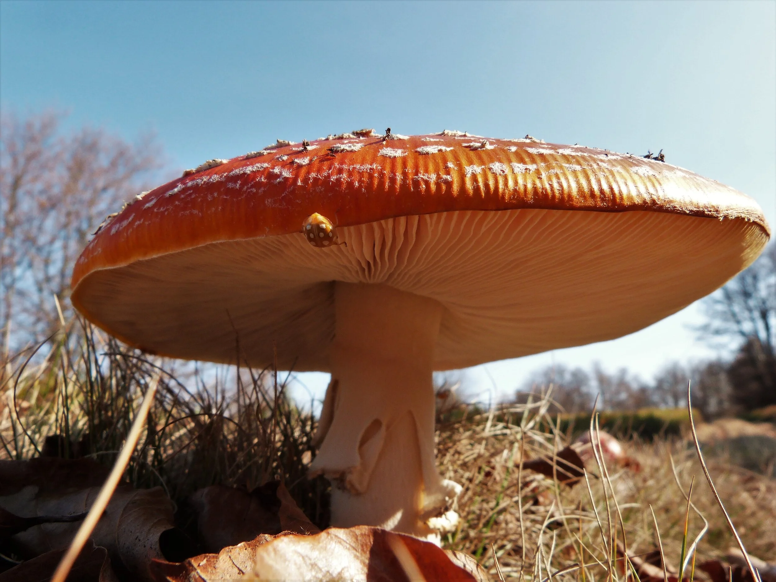 Small but beautiful – ladybird on a toadstool near Воловець, Ukraine / Claire Wordley