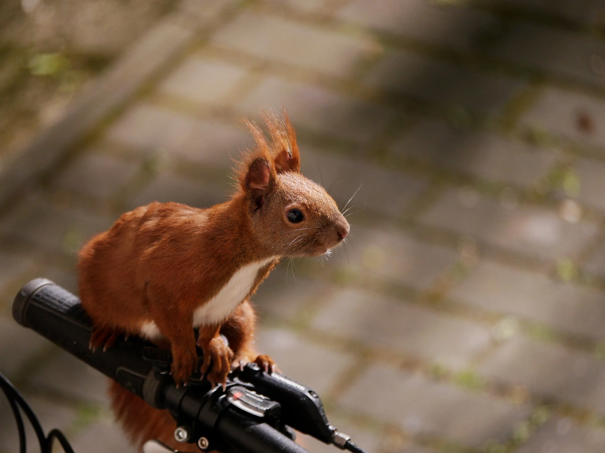 I like to ride my bicycle – red squirrel on the author’s bike in Berlin / Alfredo Romero-Muñoz