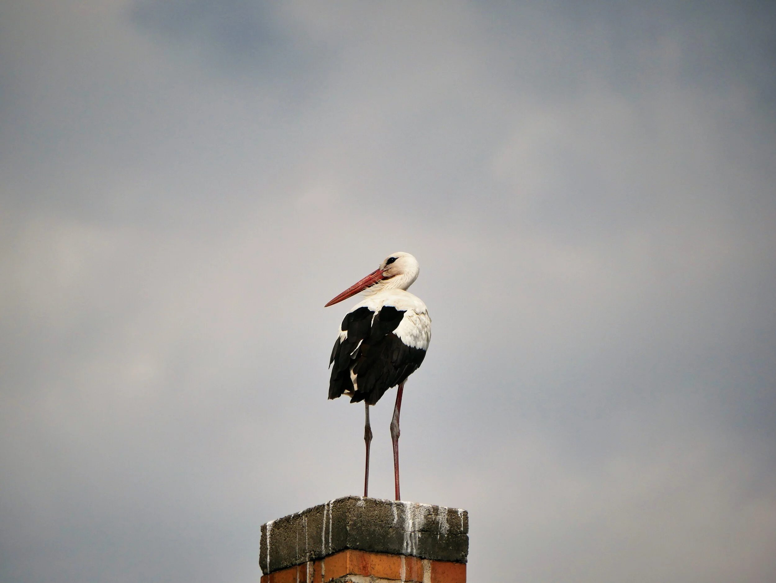 White stork takes a break from the air in Brodowin, Germany / Alfredo Romero-Muñoz
