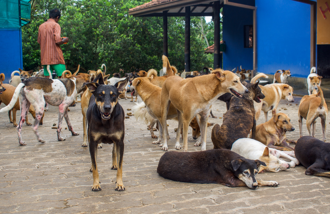 Animal SOS is a no-kill sanctuary which provides shelter for over 1,300 dogs, all of whom would struggle to survive back on the streets of Sri Lanka. Among their residents are many disabled dogs, who have been injured in traffic incidents frequently caused by the hectic roads and the infamously speedy Tuk-Tuk vehicle. Animal SOS: Ahangama, Sri Lanka, 2018