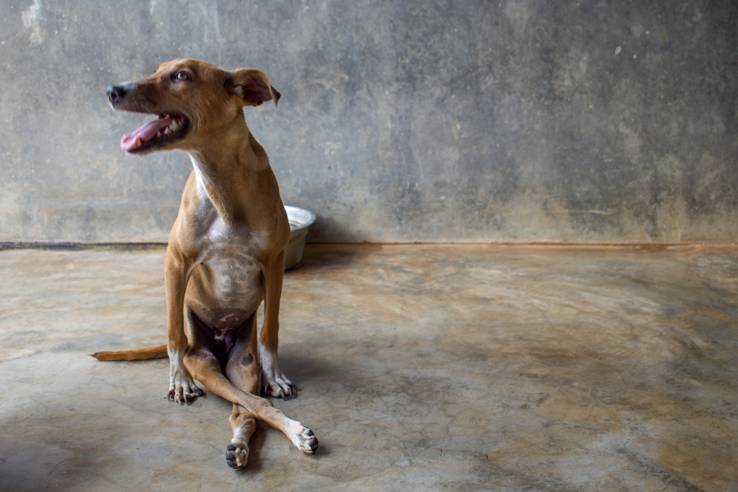 Animal SOS is a no-kill sanctuary which provides shelter for over 1,300 dogs, all of whom would struggle to survive back on the streets of Sri Lanka. Among their residents are many disabled dogs, who have been injured in traffic incidents frequently caused by the hectic roads and the infamously speedy Tuk-Tuk vehicle. Animal SOS: Ahangama, Sri Lanka, 2018