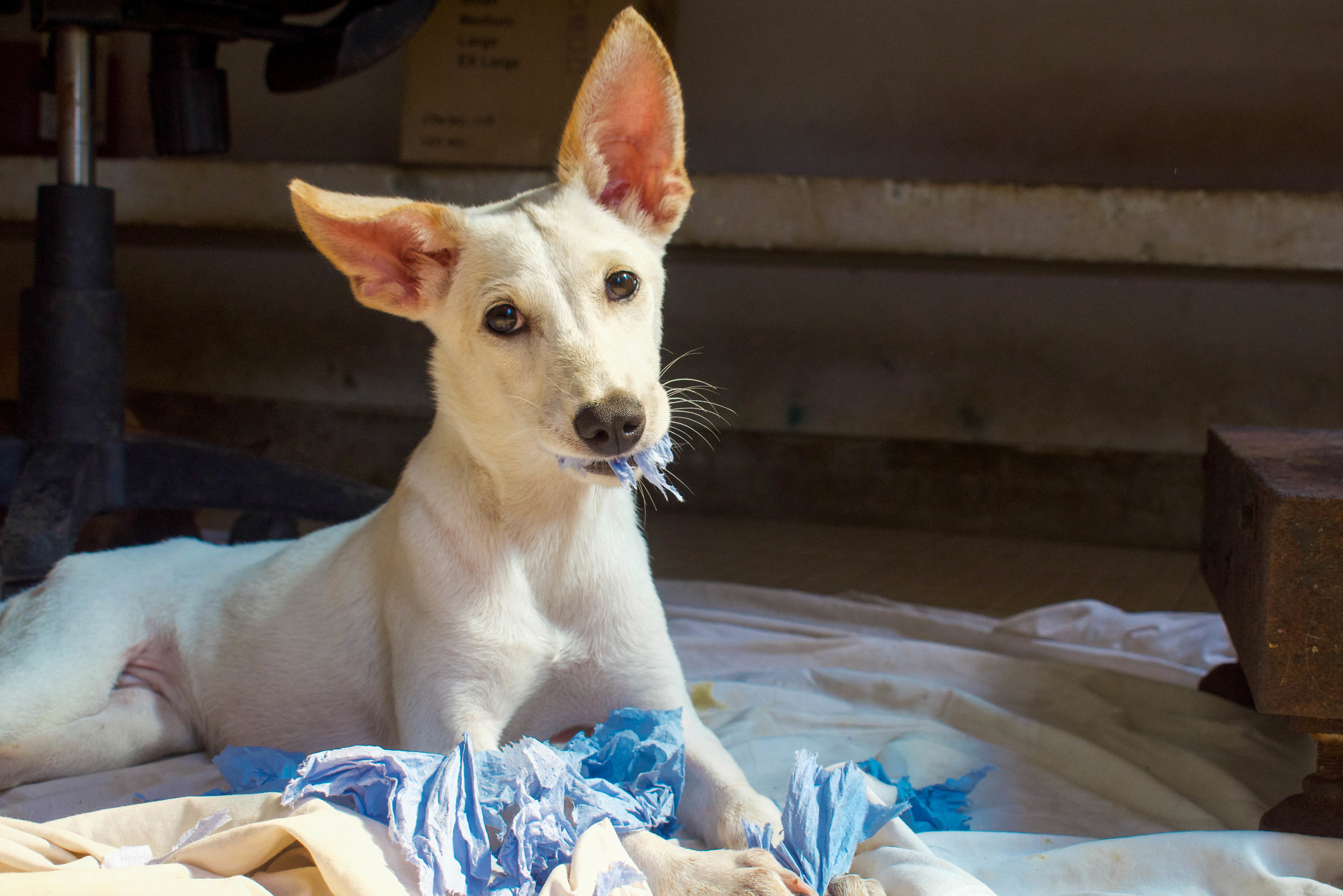 Animal SOS is a no-kill sanctuary which provides shelter for over 1,300 dogs, all of whom would struggle to survive back on the streets of Sri Lanka. Among their residents are many disabled dogs, who have been injured in traffic incidents frequently caused by the hectic roads and the infamously speedy Tuk-Tuk vehicle. Animal SOS: Ahangama, Sri Lanka, 2018