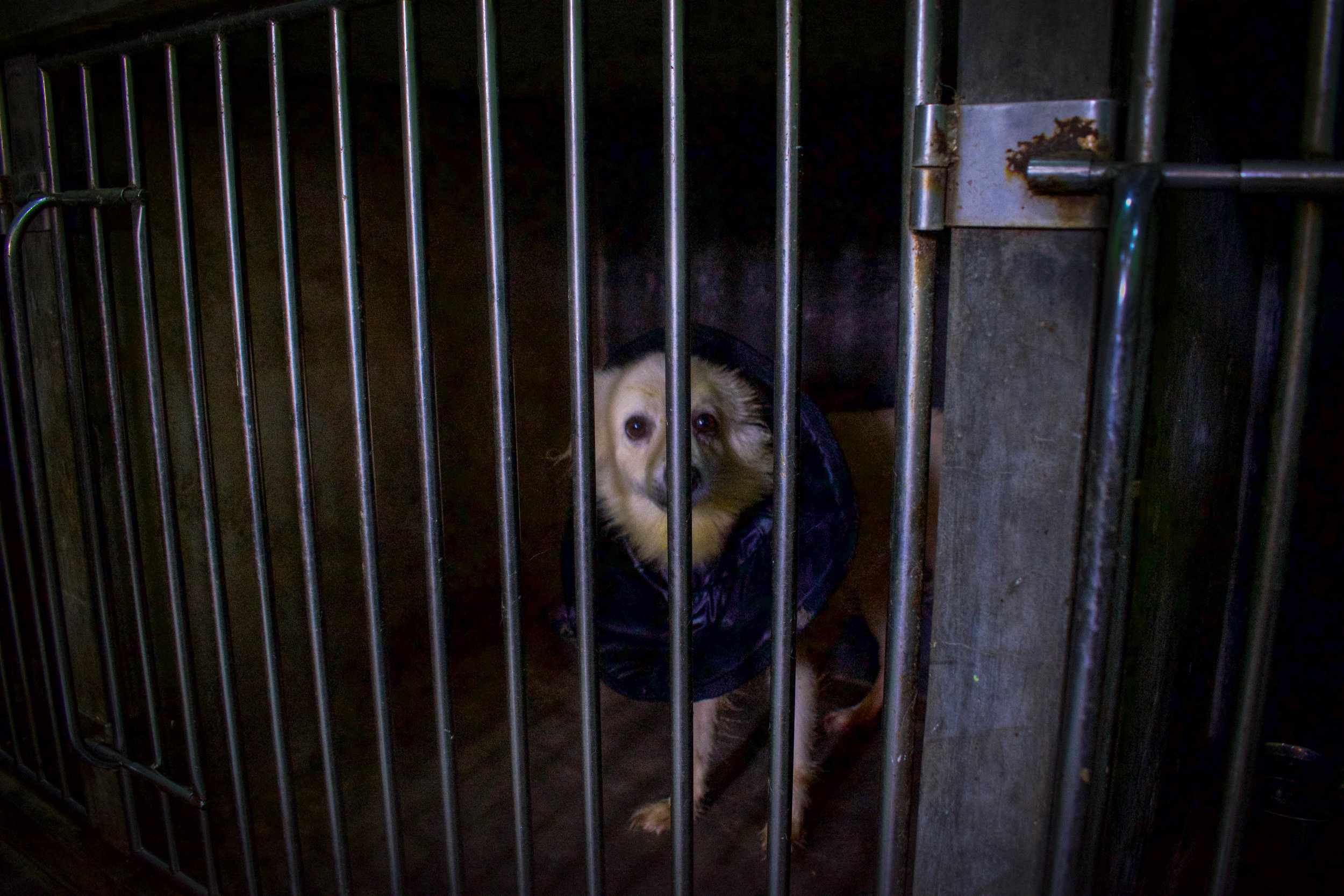 Animal SOS is a no-kill sanctuary which provides shelter for over 1,300 dogs, all of whom would struggle to survive back on the streets of Sri Lanka. Among their residents are many disabled dogs, who have been injured in traffic incidents frequently caused by the hectic roads and the infamously speedy Tuk-Tuk vehicle. Animal SOS: Ahangama, Sri Lanka, 2018