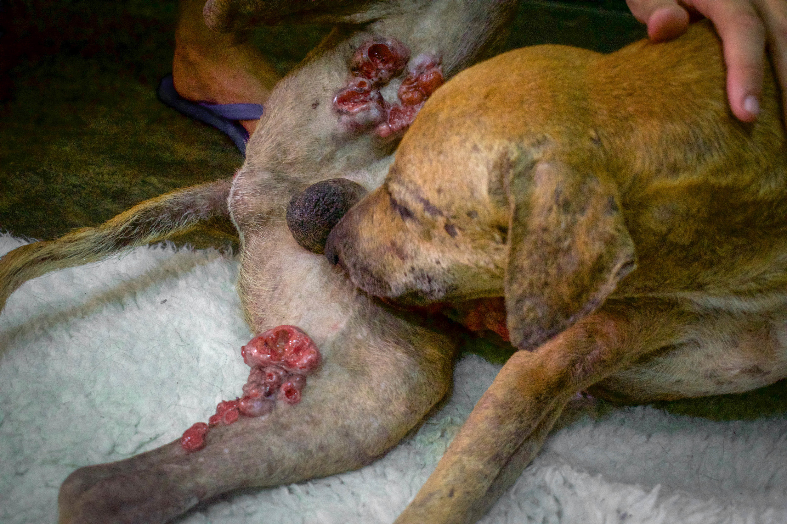 SANC_AnimalsSOS16_SL18.jpg