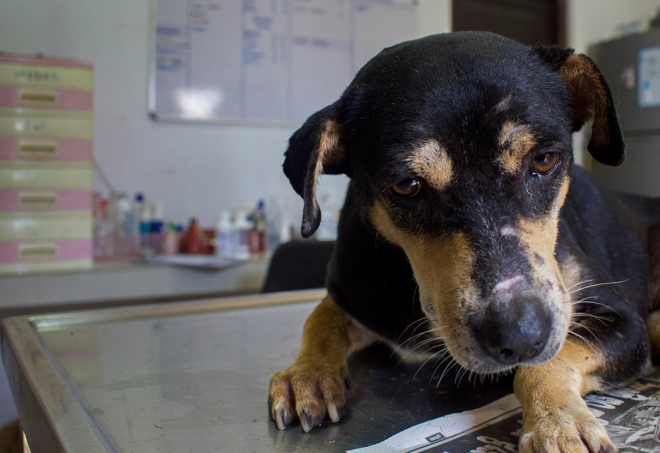 Animal SOS is a no-kill sanctuary which provides shelter for over 1,300 dogs, all of whom would struggle to survive back on the streets of Sri Lanka. Among their residents are many disabled dogs, who have been injured in traffic incidents frequently caused by the hectic roads and the infamously speedy Tuk-Tuk vehicle. Animal SOS: Ahangama, Sri Lanka, 2018