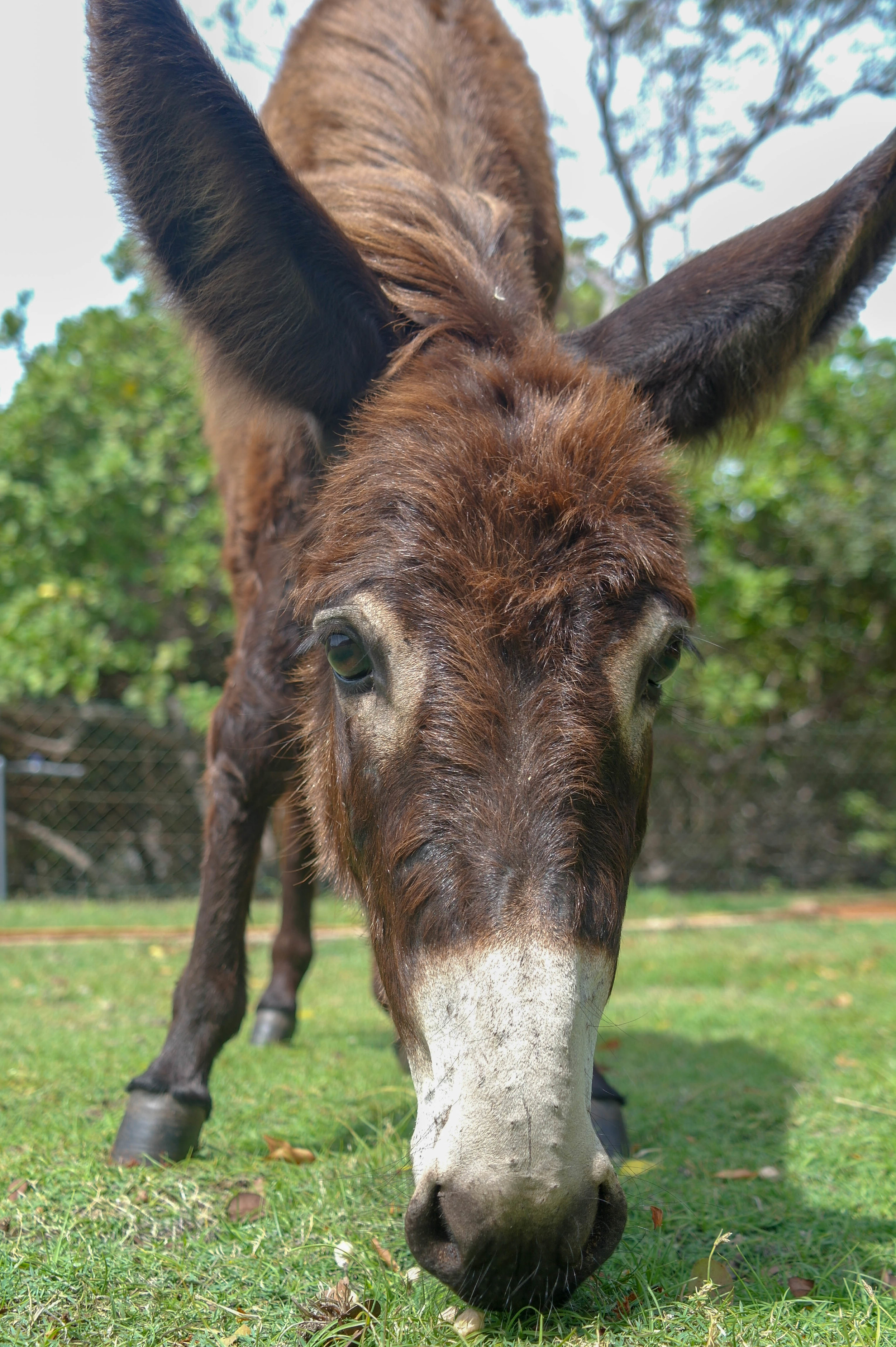 The town of Mannar in Sri Lanka is home to over 1000 feral donkeys, who must roam the busy streets in search of food and water. These donkeys were abandoned during the country’s long civil war and became a “pest”. Now, the country’s first ever Donkey Clinic hopes to help them by treating those in urgent need of medical care and relocating others to safer areas. Donkey Clinic & Education Centre: Mannar, Sri Lanka, 2018