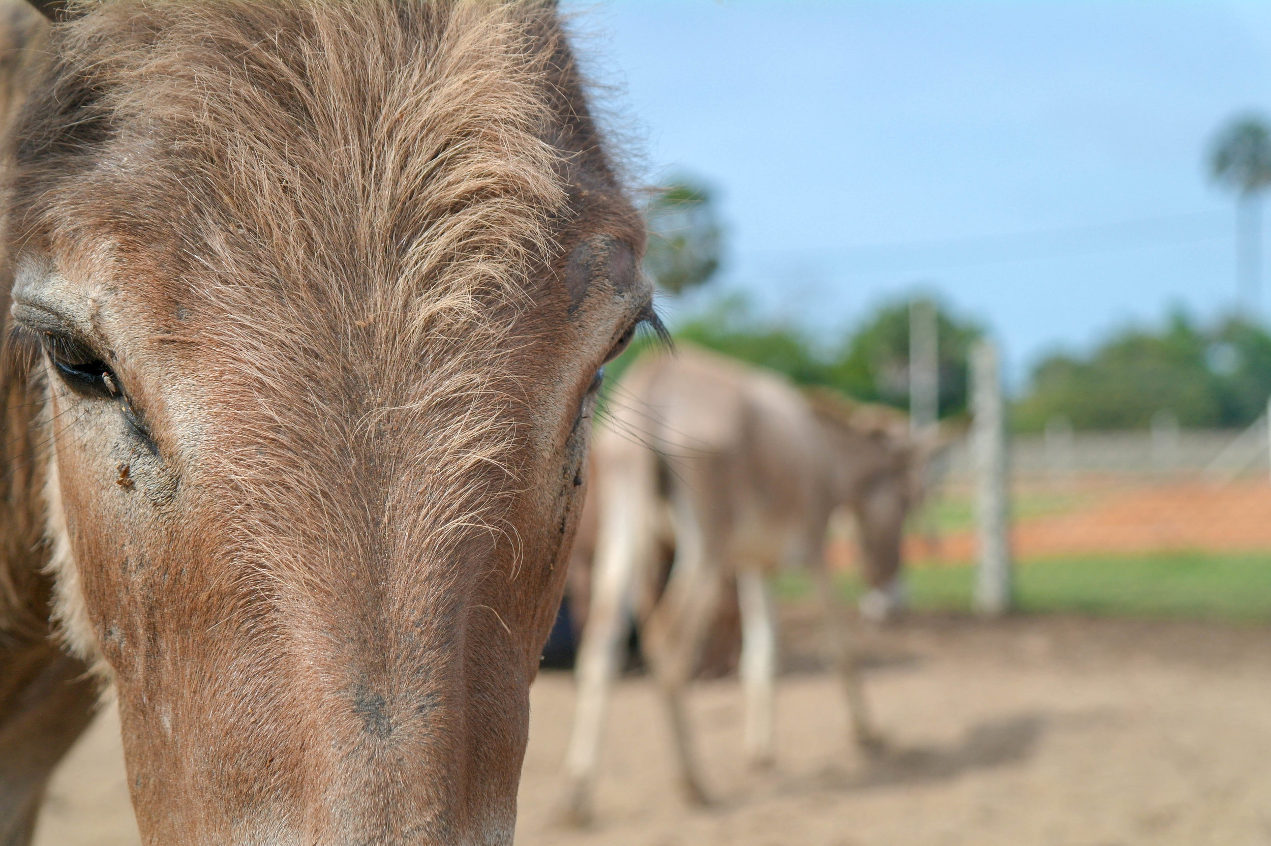The town of Mannar in Sri Lanka is home to over 1000 feral donkeys, who must roam the busy streets in search of food and water. These donkeys were abandoned during the country’s long civil war and became a “pest”. Now, the country’s first ever Donkey Clinic hopes to help them by treating those in urgent need of medical care and relocating others to safer areas. Donkey Clinic & Education Centre: Mannar, Sri Lanka, 2018