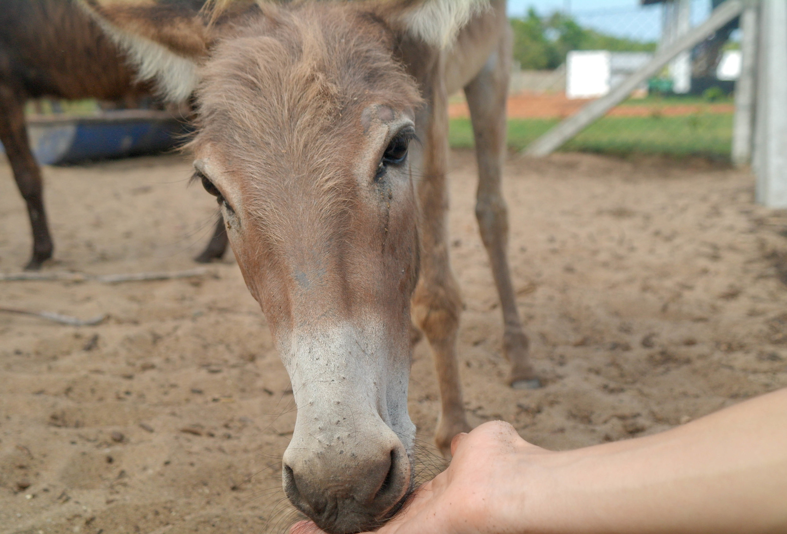 The town of Mannar in Sri Lanka is home to over 1000 feral donkeys, who must roam the busy streets in search of food and water. These donkeys were abandoned during the country’s long civil war and became a “pest”. Now, the country’s first ever Donkey Clinic hopes to help them by treating those in urgent need of medical care and relocating others to safer areas. Donkey Clinic & Education Centre: Mannar, Sri Lanka, 2018