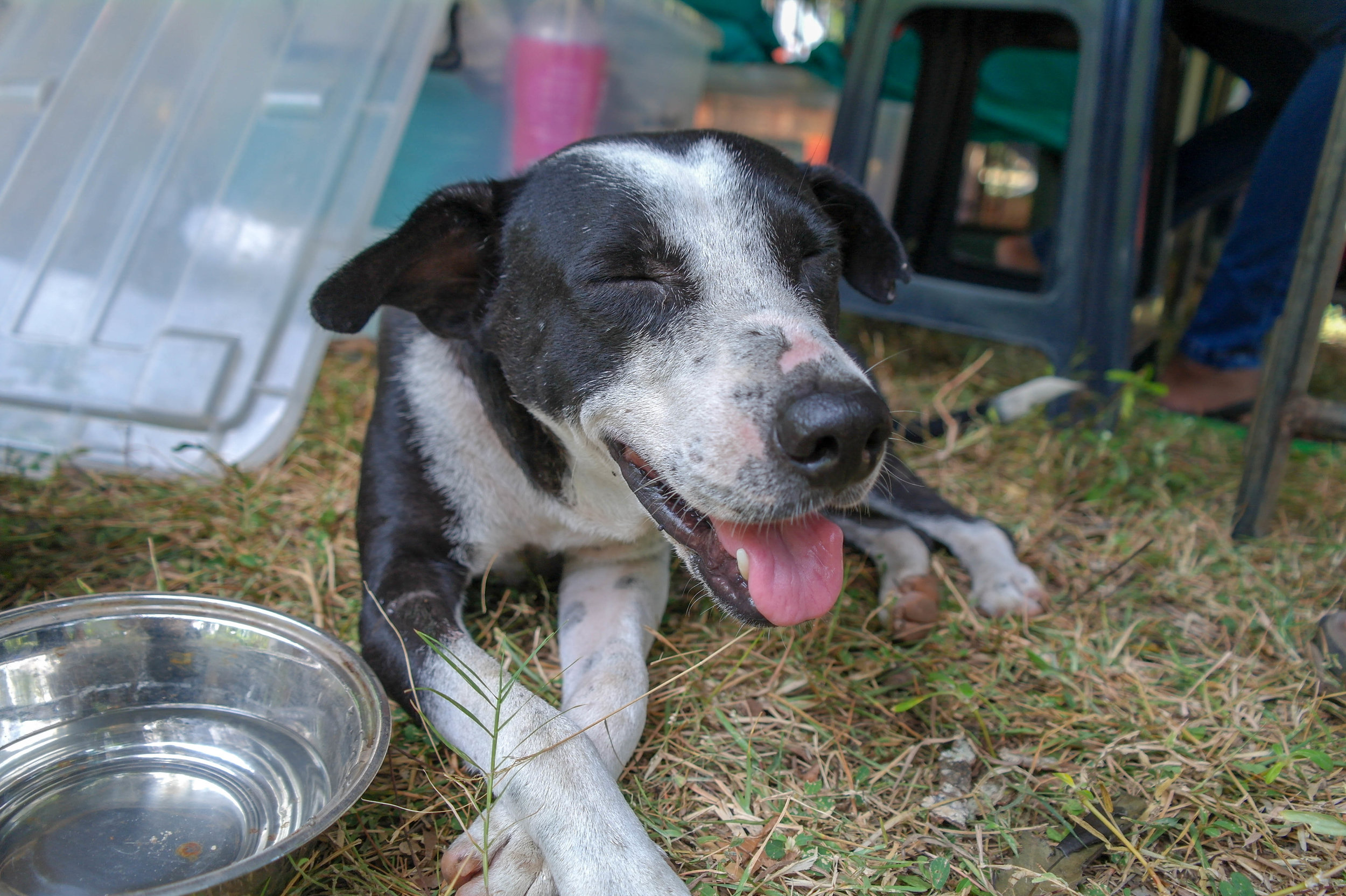 With an estimated three million street dogs in Sri Lanka, groups like Embark run essential services for free, including Catch-Neuter-Vaccinate-Spay programmes which try to keep the number of dogs from increasing and helps prevent avoidable diseases. Embark: Anuradhapura, Sri Lanka 2018