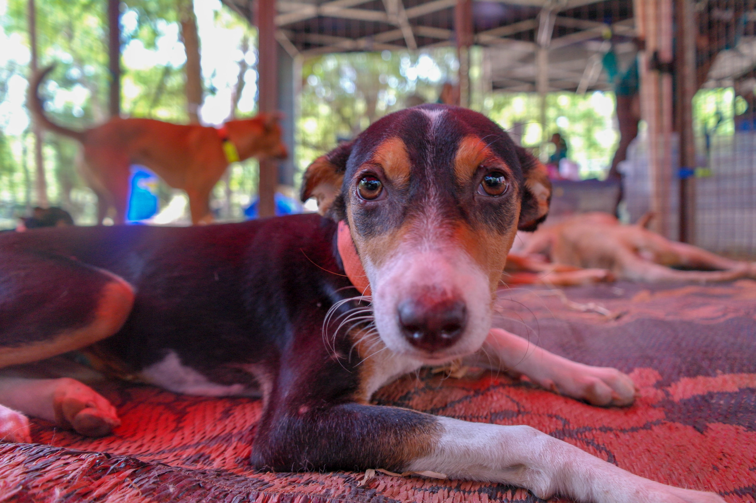With an estimated three million street dogs in Sri Lanka, groups like Embark run essential services for free, including Catch-Neuter-Vaccinate-Spay programmes which try to keep the number of dogs from increasing and helps prevent avoidable diseases. Embark: Anuradhapura, Sri Lanka 2018