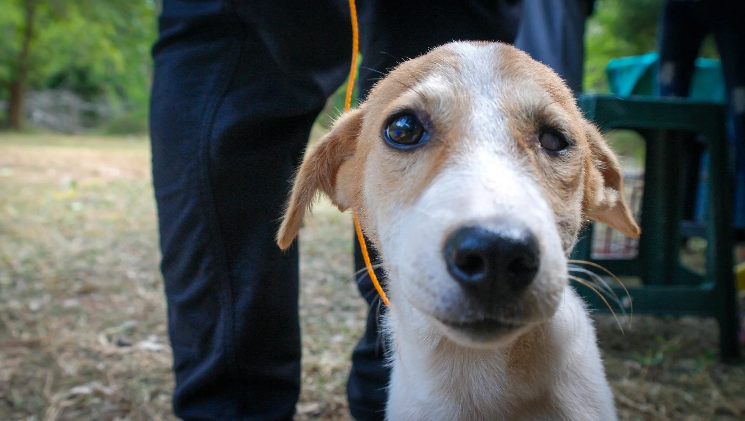 With an estimated three million street dogs in Sri Lanka, groups like Embark run essential services for free, including Catch-Neuter-Vaccinate-Spay programmes which try to keep the number of dogs from increasing and helps prevent avoidable diseases. Embark: Anuradhapura, Sri Lanka 2018