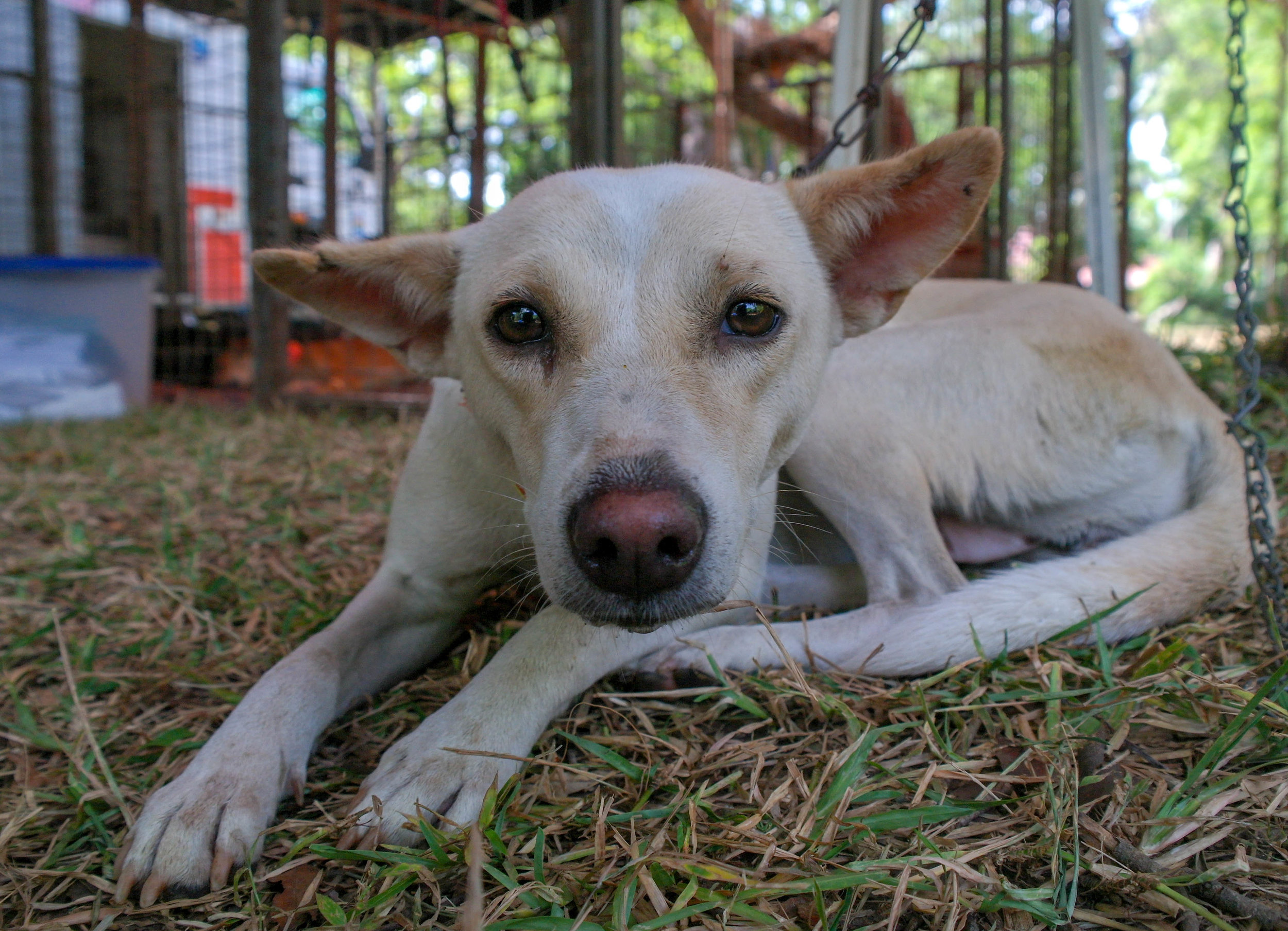 With an estimated three million street dogs in Sri Lanka, groups like Embark run essential services for free, including Catch-Neuter-Vaccinate-Spay programmes which try to keep the number of dogs from increasing and helps prevent avoidable diseases. Embark: Anuradhapura, Sri Lanka 2018