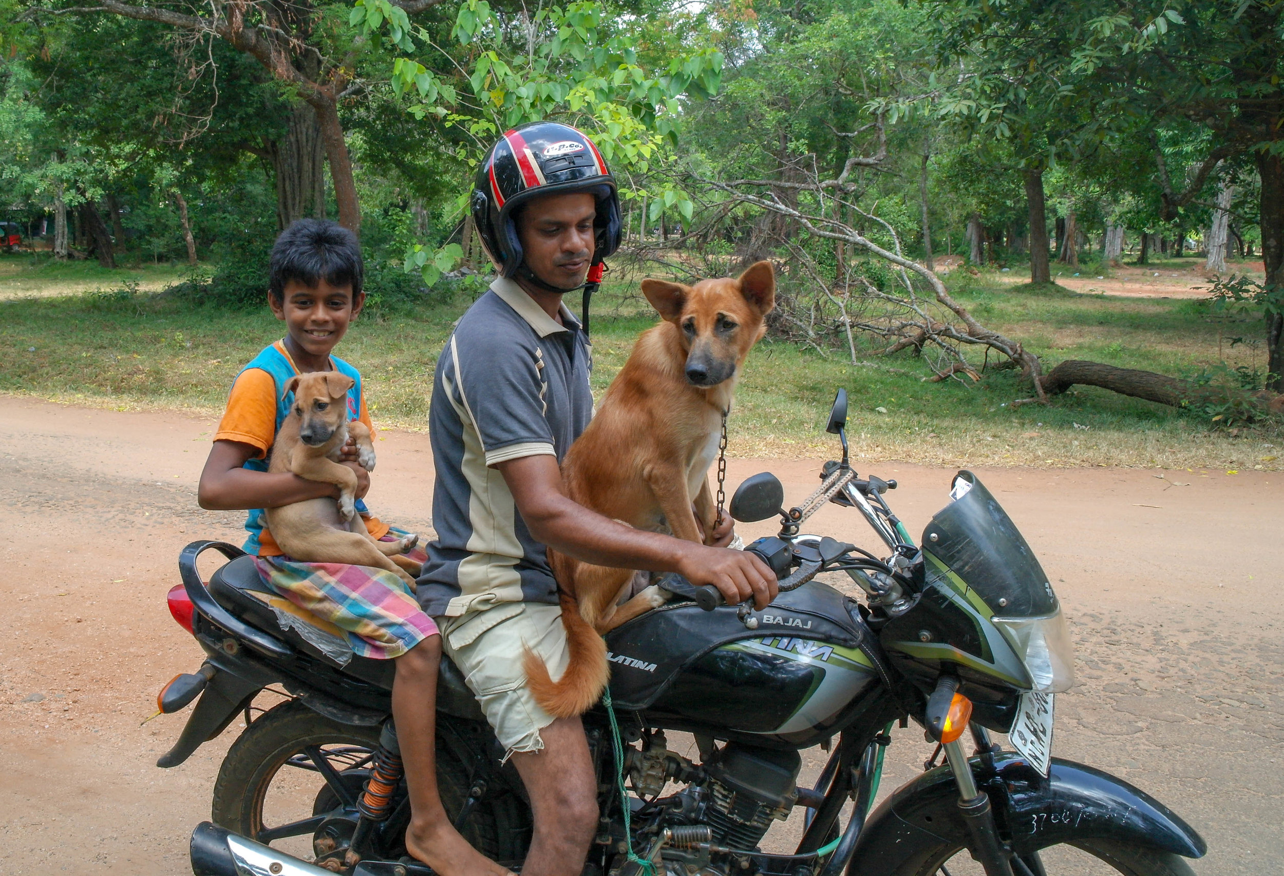 With an estimated three million street dogs in Sri Lanka, groups like Embark run essential services for free, including Catch-Neuter-Vaccinate-Spay programmes which try to keep the number of dogs from increasing and helps prevent avoidable diseases. Embark: Anuradhapura, Sri Lanka 2018