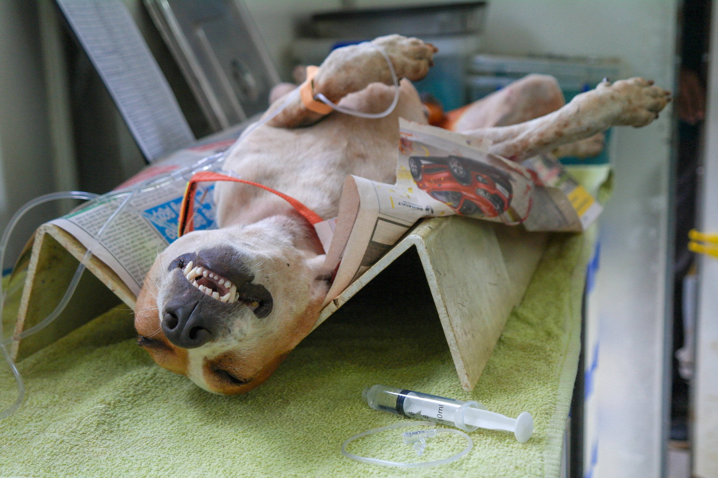 With an estimated three million street dogs in Sri Lanka, groups like Embark run essential services for free, including Catch-Neuter-Vaccinate-Spay programmes which try to keep the number of dogs from increasing and helps prevent avoidable diseases. Embark: Anuradhapura, Sri Lanka 2018