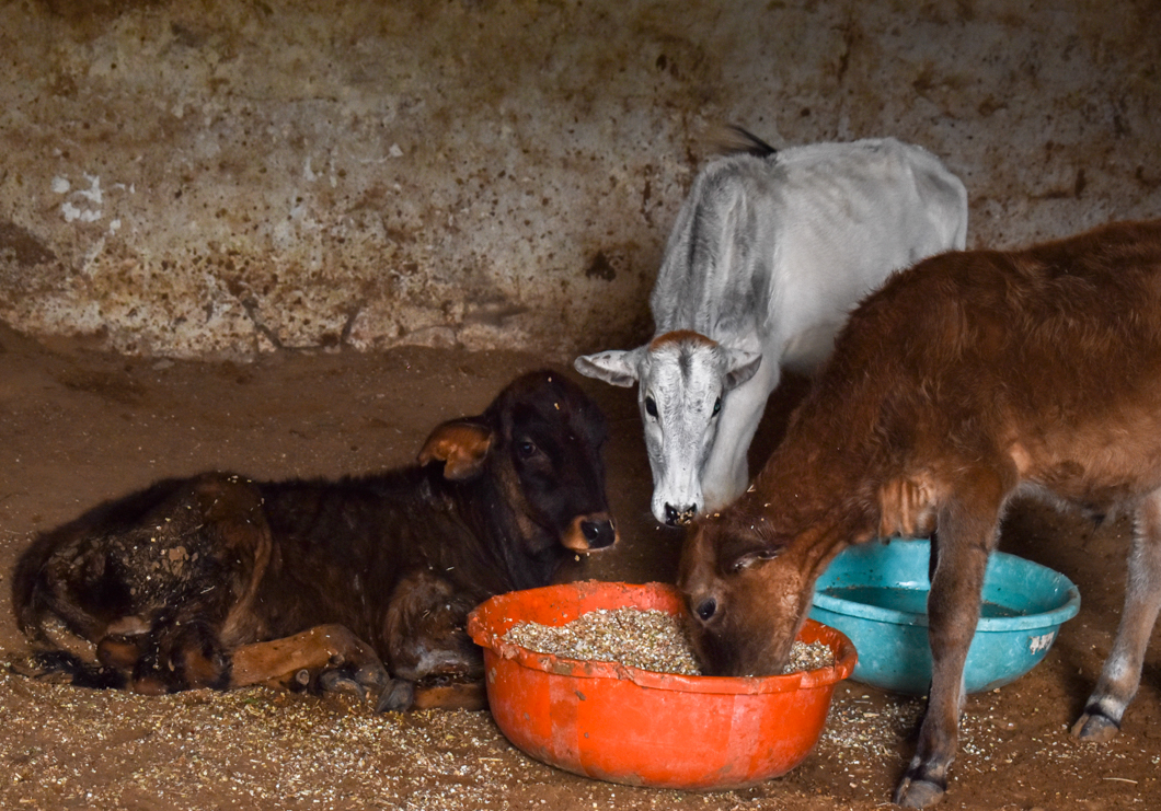 Help In Suffering is a clinic for street animals and working animals - treating injuries and providing spay and neutering. They also provide a sanctuary for those animals in most desperate need. In their care are monkeys, dogs, cows, horses, camels, pigeons, and many, many more species - all of whom would have suffered or died without HIS’ compassion and care. Help In Suffering: Jaipur, India, 2018