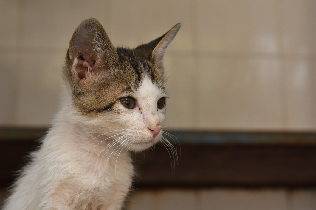 Help In Suffering is a clinic for street animals and working animals - treating injuries and providing spay and neutering. They also provide a sanctuary for those animals in most desperate need. In their care are monkeys, dogs, cows, horses, camels, pigeons, and many, many more species - all of whom would have suffered or died without HIS’ compassion and care. Help In Suffering: Jaipur, India, 2018