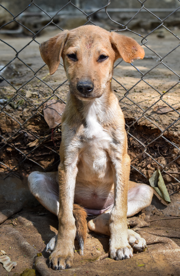 Help In Suffering is a clinic for street animals and working animals - treating injuries and providing spay and neutering. They also provide a sanctuary for those animals in most desperate need. In their care are monkeys, dogs, cows, horses, camels, pigeons, and many, many more species - all of whom would have suffered or died without HIS’ compassion and care. Help In Suffering: Jaipur, India, 2018