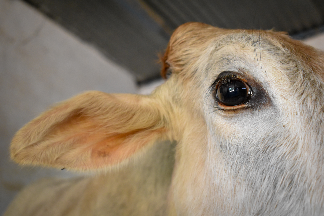 Help In Suffering is a clinic for street animals and working animals - treating injuries and providing spay and neutering. They also provide a sanctuary for those animals in most desperate need. In their care are monkeys, dogs, cows, horses, camels, pigeons, and many, many more species - all of whom would have suffered or died without HIS’ compassion and care. Help In Suffering: Jaipur, India, 2018