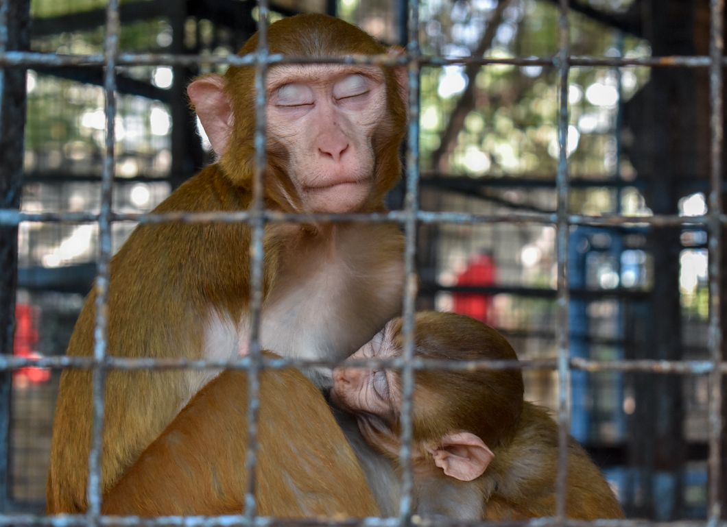 Help In Suffering is a clinic for street animals and working animals - treating injuries and providing spay and neutering. They also provide a sanctuary for those animals in most desperate need. In their care are monkeys, dogs, cows, horses, camels, pigeons, and many, many more species - all of whom would have suffered or died without HIS’ compassion and care. Help In Suffering: Jaipur, India, 2018