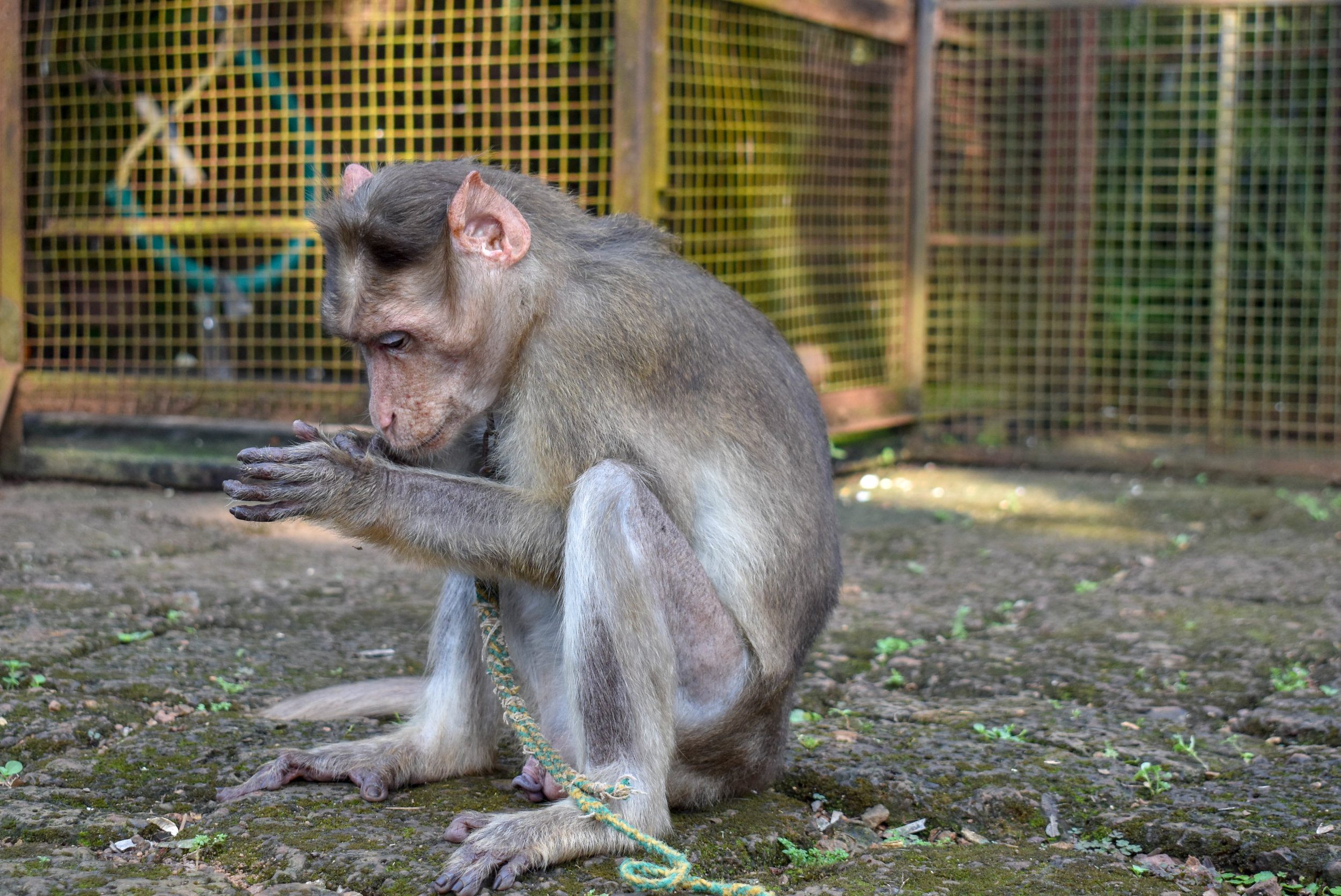 From monkeys forced to perform to entertain tourists, to primates being kept unnaturally as pets in people’s homes, The Primate Trust rescues and offers a second chance to those monkeys who otherwise would have endured even more suffering. The sanctuary means that these monkeys, often for the first time in their lives, can socialise with other monkeys, have healthy diets, and even go for a daily swim in the swimming pool. The Primate Trust: Goa, India, 2018