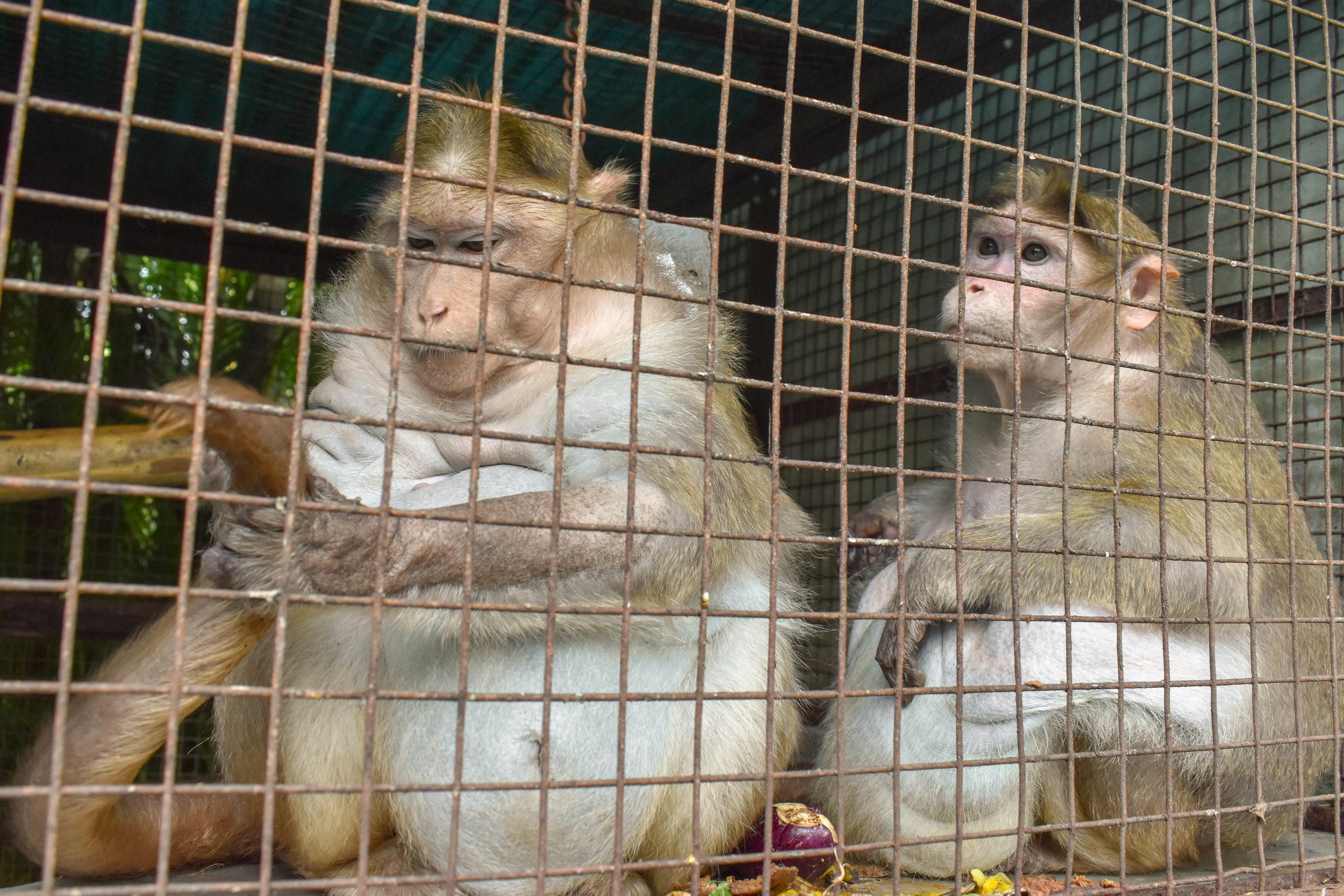 From monkeys forced to perform to entertain tourists, to primates being kept unnaturally as pets in people’s homes, The Primate Trust rescues and offers a second chance to those monkeys who otherwise would have endured even more suffering. The sanctuary means that these monkeys, often for the first time in their lives, can socialise with other monkeys, have healthy diets, and even go for a daily swim in the swimming pool. The Primate Trust: Goa, India, 2018