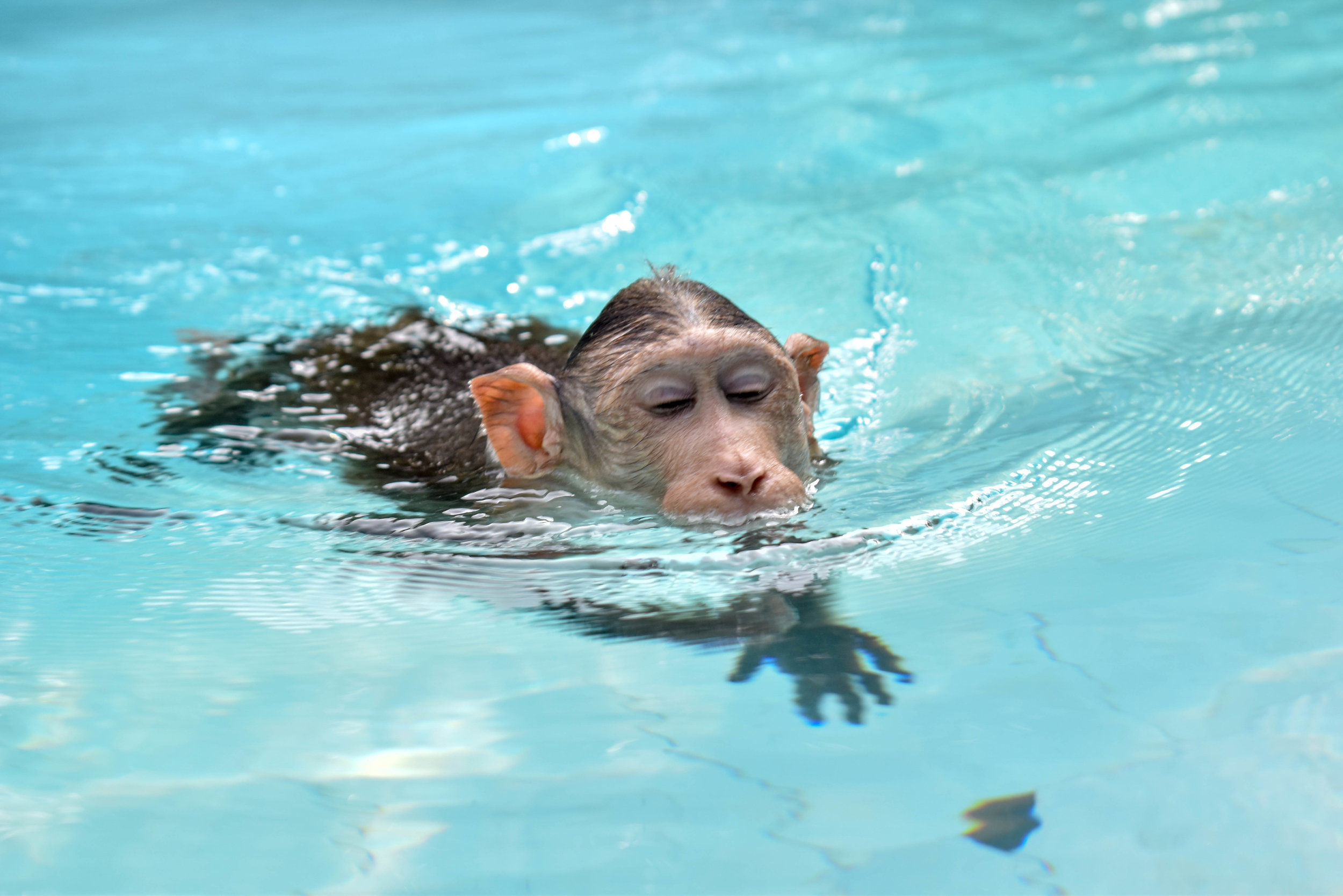 From monkeys forced to perform to entertain tourists, to primates being kept unnaturally as pets in people’s homes, The Primate Trust rescues and offers a second chance to those monkeys who otherwise would have endured even more suffering. The sanctuary means that these monkeys, often for the first time in their lives, can socialise with other monkeys, have healthy diets, and even go for a daily swim in the swimming pool. The Primate Trust: Goa, India, 2018