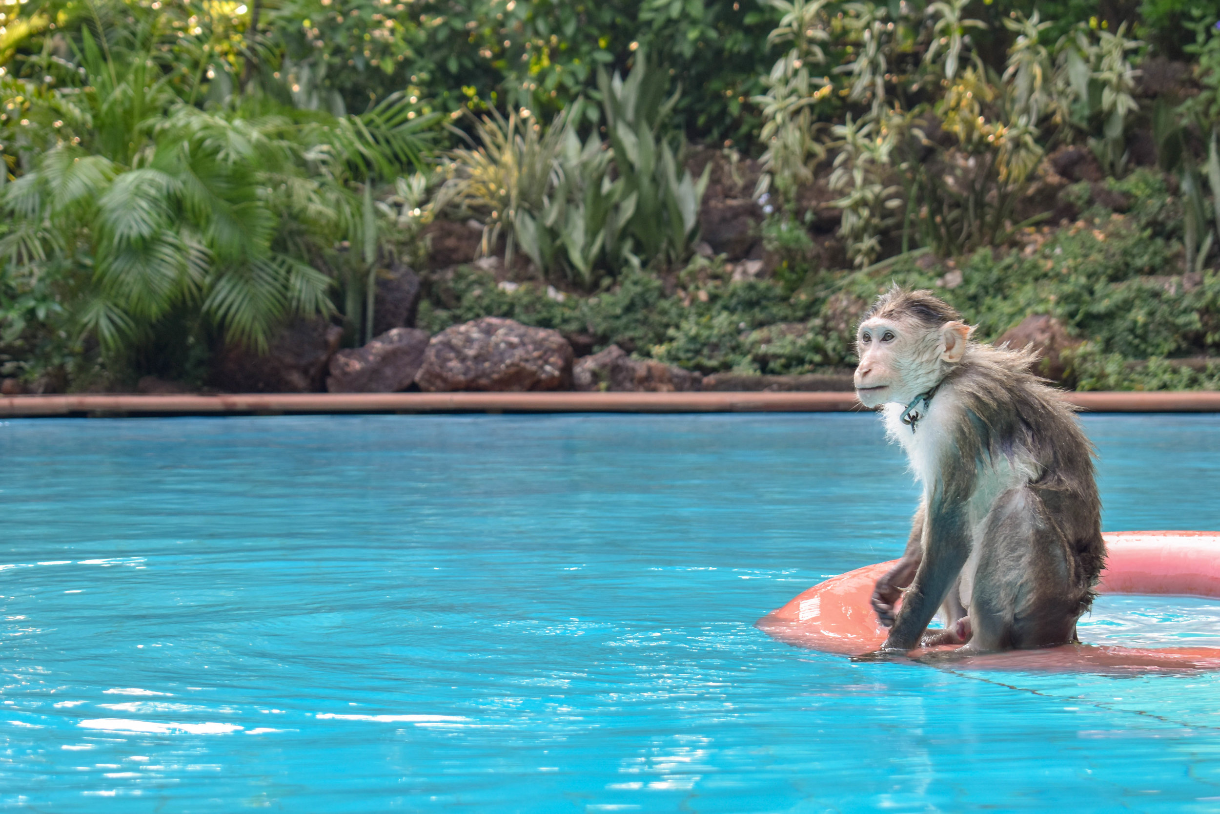 From monkeys forced to perform to entertain tourists, to primates being kept unnaturally as pets in people’s homes, The Primate Trust rescues and offers a second chance to those monkeys who otherwise would have endured even more suffering. The sanctuary means that these monkeys, often for the first time in their lives, can socialise with other monkeys, have healthy diets, and even go for a daily swim in the swimming pool. The Primate Trust: Goa, India, 2018