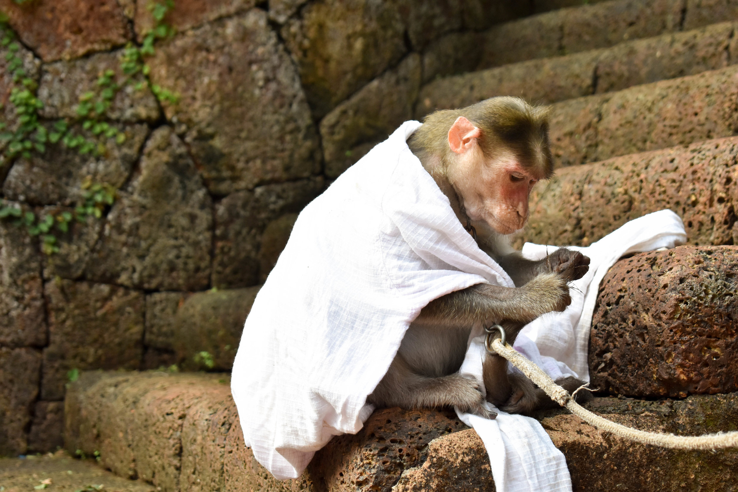 From monkeys forced to perform to entertain tourists, to primates being kept unnaturally as pets in people’s homes, The Primate Trust rescues and offers a second chance to those monkeys who otherwise would have endured even more suffering. The sanctuary means that these monkeys, often for the first time in their lives, can socialise with other monkeys, have healthy diets, and even go for a daily swim in the swimming pool. The Primate Trust: Goa, India, 2018