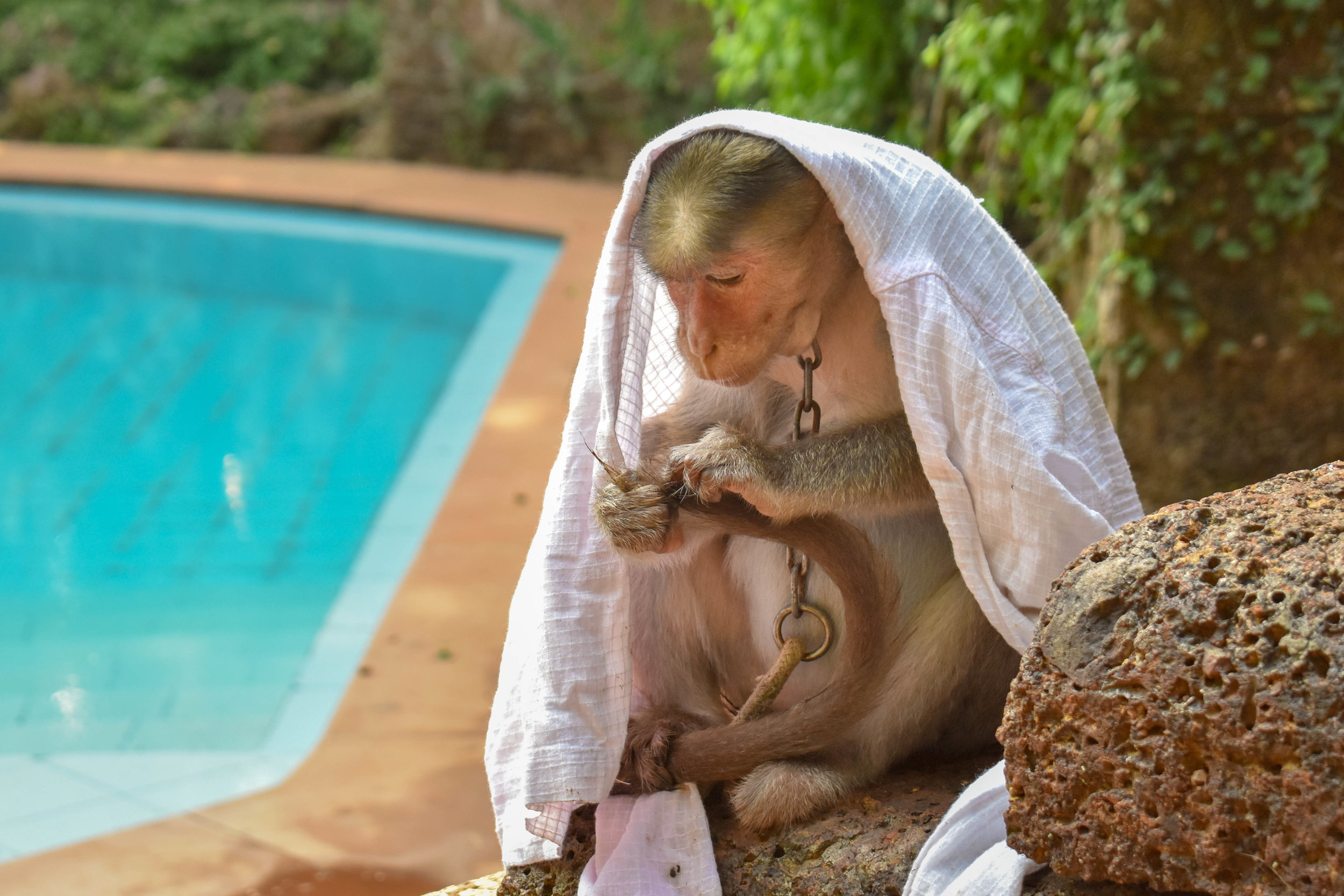 From monkeys forced to perform to entertain tourists, to primates being kept unnaturally as pets in people’s homes, The Primate Trust rescues and offers a second chance to those monkeys who otherwise would have endured even more suffering. The sanctuary means that these monkeys, often for the first time in their lives, can socialise with other monkeys, have healthy diets, and even go for a daily swim in the swimming pool. The Primate Trust: Goa, India, 2018