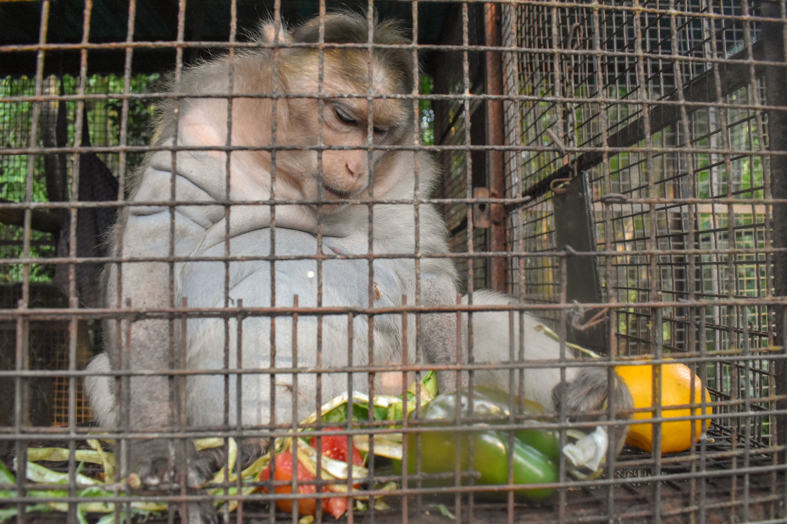 From monkeys forced to perform to entertain tourists, to primates being kept unnaturally as pets in people’s homes, The Primate Trust rescues and offers a second chance to those monkeys who otherwise would have endured even more suffering. The sanctuary means that these monkeys, often for the first time in their lives, can socialise with other monkeys, have healthy diets, and even go for a daily swim in the swimming pool. The Primate Trust: Goa, India, 2018