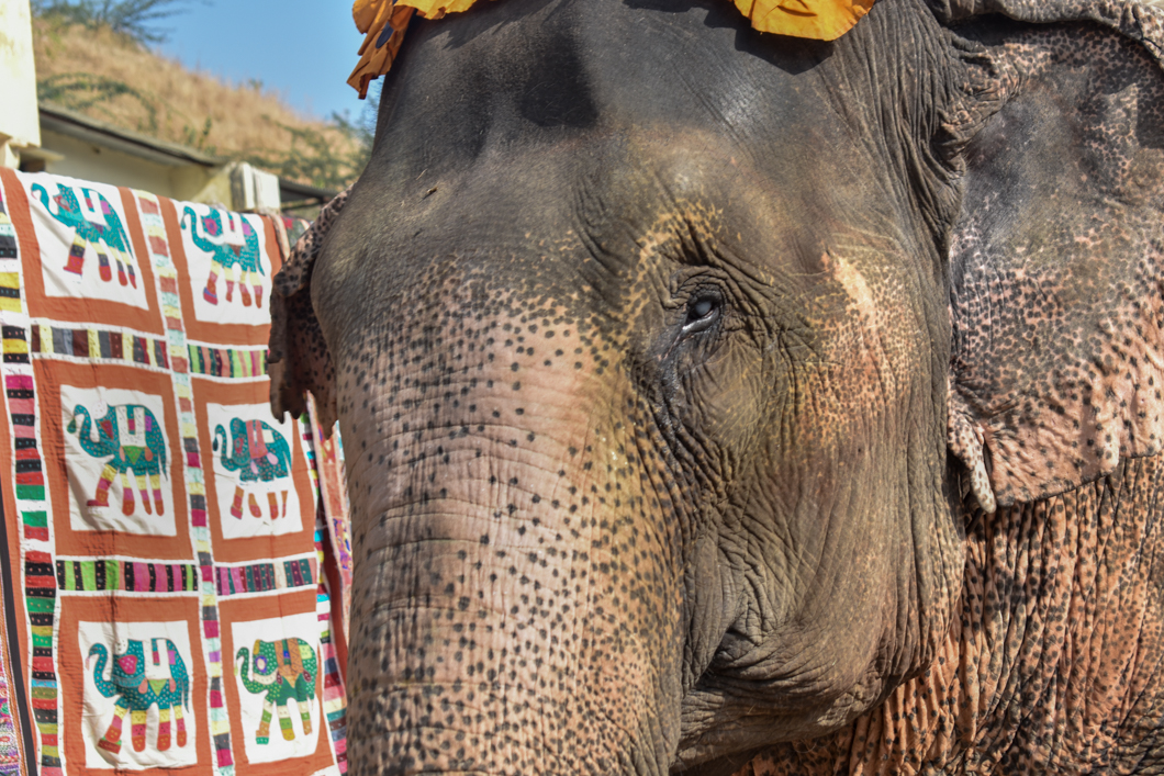Amber Fort is one of India’s biggest tourist attractions, forming part of the ‘cultural triangle’, and attracting thousands of global tourists every single day. However, it is infamous for its use of elephants, where over 100 elephants, many of whom are blind and lame, are forced to haul tourists up and down the steep fort. Jaipur, India, 2018