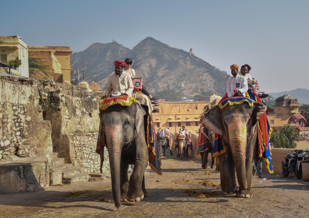Amber Fort is one of India’s biggest tourist attractions, forming part of the ‘cultural triangle’, and attracting thousands of global tourists every single day. However, it is infamous for its use of elephants, where over 100 elephants, many of whom are blind and lame, are forced to haul tourists up and down the steep fort. Jaipur, India, 2018
