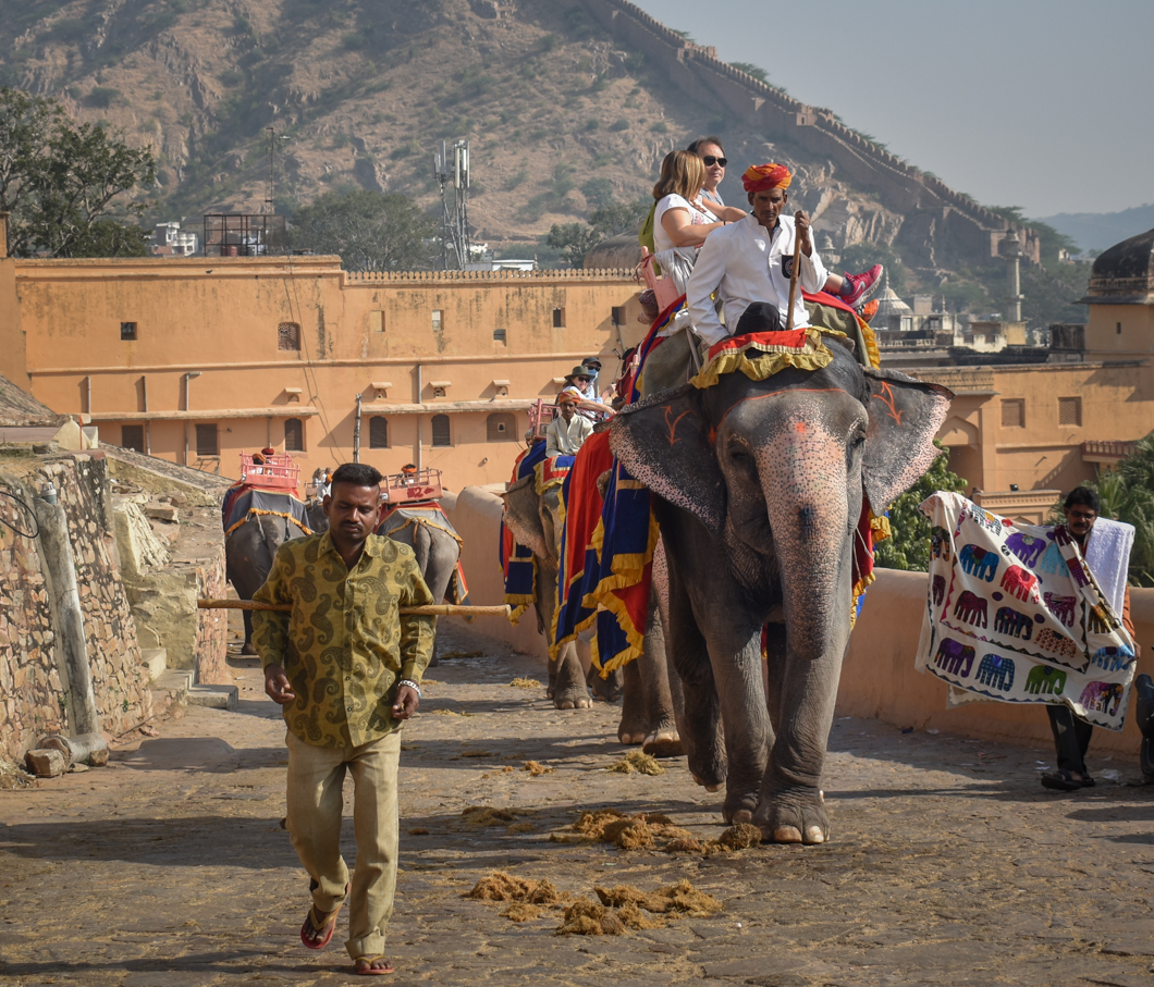 Amber Fort is one of India’s biggest tourist attractions, forming part of the ‘cultural triangle’, and attracting thousands of global tourists every single day. However, it is infamous for its use of elephants, where over 100 elephants, many of whom are blind and lame, are forced to haul tourists up and down the steep fort. Jaipur, India, 2018