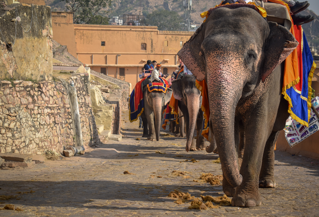 Amber Fort is one of India’s biggest tourist attractions, forming part of the ‘cultural triangle’, and attracting thousands of global tourists every single day. However, it is infamous for its use of elephants, where over 100 elephants, many of whom are blind and lame, are forced to haul tourists up and down the steep fort. Jaipur, India, 2018