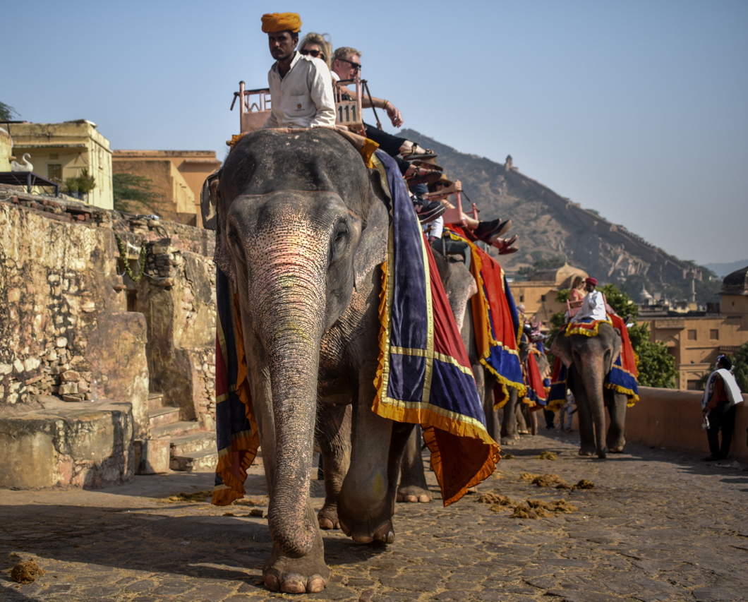 Amber Fort is one of India’s biggest tourist attractions, forming part of the ‘cultural triangle’, and attracting thousands of global tourists every single day. However, it is infamous for its use of elephants, where over 100 elephants, many of whom are blind and lame, are forced to haul tourists up and down the steep fort. Jaipur, India, 2018