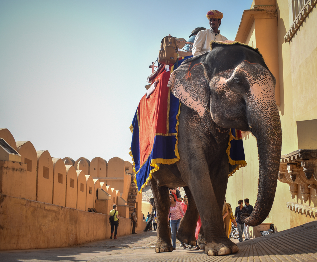 Amber Fort is one of India’s biggest tourist attractions, forming part of the ‘cultural triangle’, and attracting thousands of global tourists every single day. However, it is infamous for its use of elephants, where over 100 elephants, many of whom are blind and lame, are forced to haul tourists up and down the steep fort. Jaipur, India, 2018