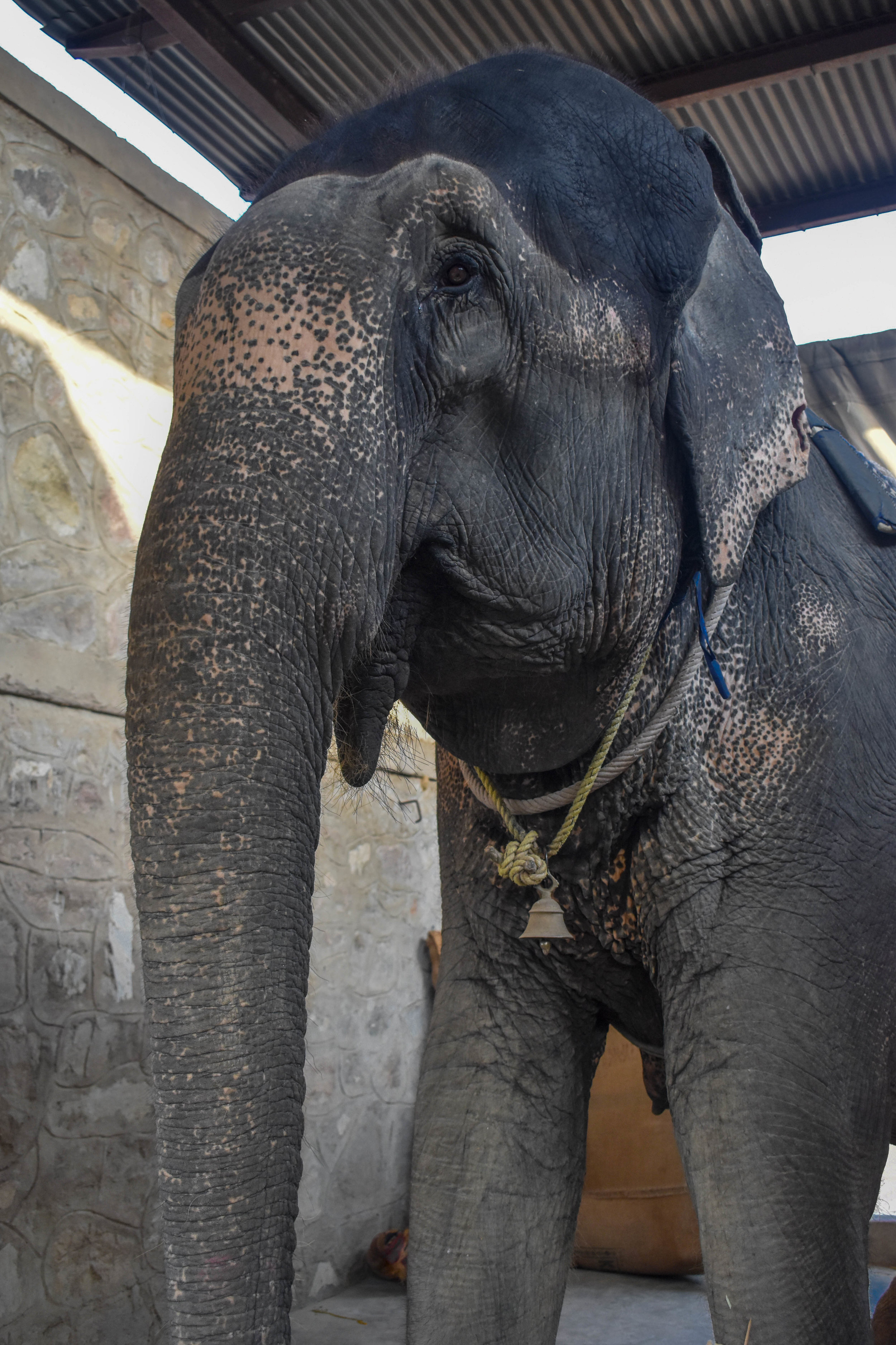 When the elephants have finished giving rides at the tourist attraction Amber Fort, they return to their home called Hathi Gaon - “Elephant Village”. In the village, we found that the elephants are either continuing to perform for tourists by giving even more rides, or are kept alone, heavily chained in “concrete boxes”, and often swaying repetitively - a sign of severe psychological distress. Jaipur, India, 2018