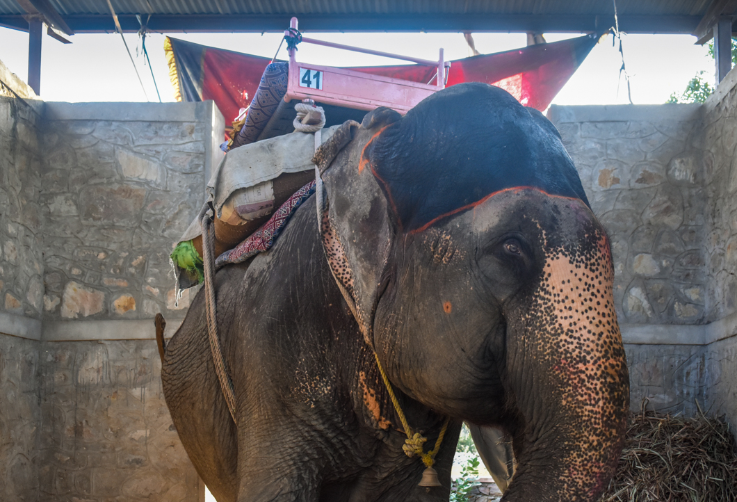 When the elephants have finished giving rides at the tourist attraction Amber Fort, they return to their home called Hathi Gaon - “Elephant Village”. In the village, we found that the elephants are either continuing to perform for tourists by giving even more rides, or are kept alone, heavily chained in “concrete boxes”, and often swaying repetitively - a sign of severe psychological distress. Jaipur, India, 2018